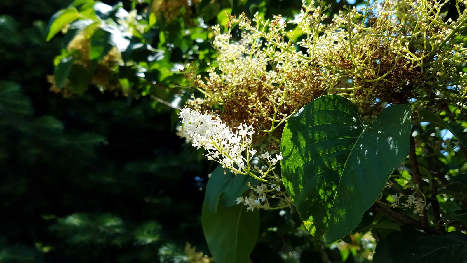 Ivory Silk Japanese Tree Lilac (Syringa Reticulata) — upright form that matures to a height of 20 to 25 feet with a spread of 15 to 20 feet