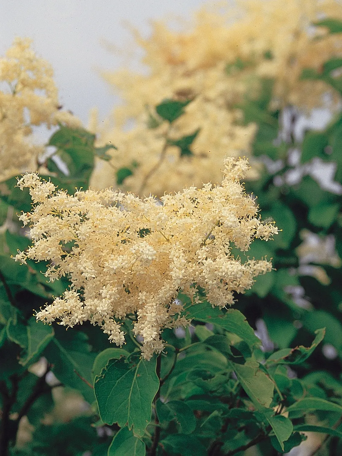 Ivory Silk Japanese Tree Lilac (Syringa Reticulata) — Resistant to mildew, it's a low-maintenance choice for urban environments; requiring only, image 48