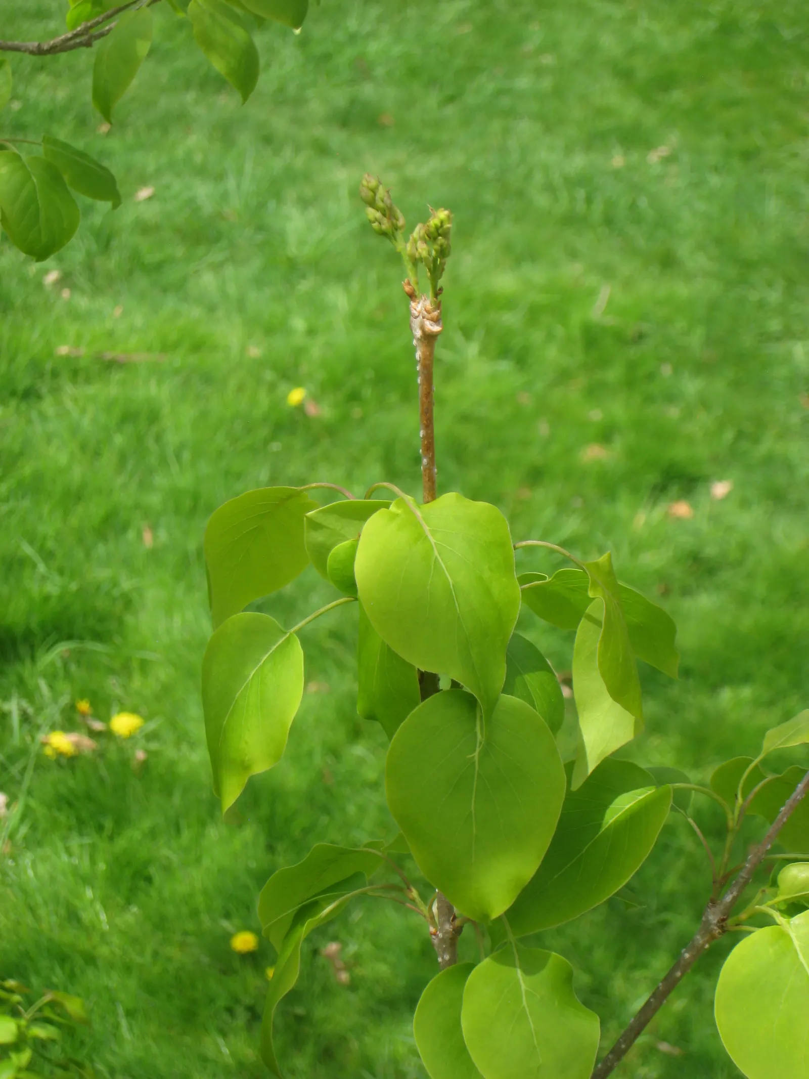 Ivory Silk Japanese Tree Lilac (Syringa Reticulata) — Resistant to mildew, it's a low-maintenance choice for urban environments; requiring only occasional