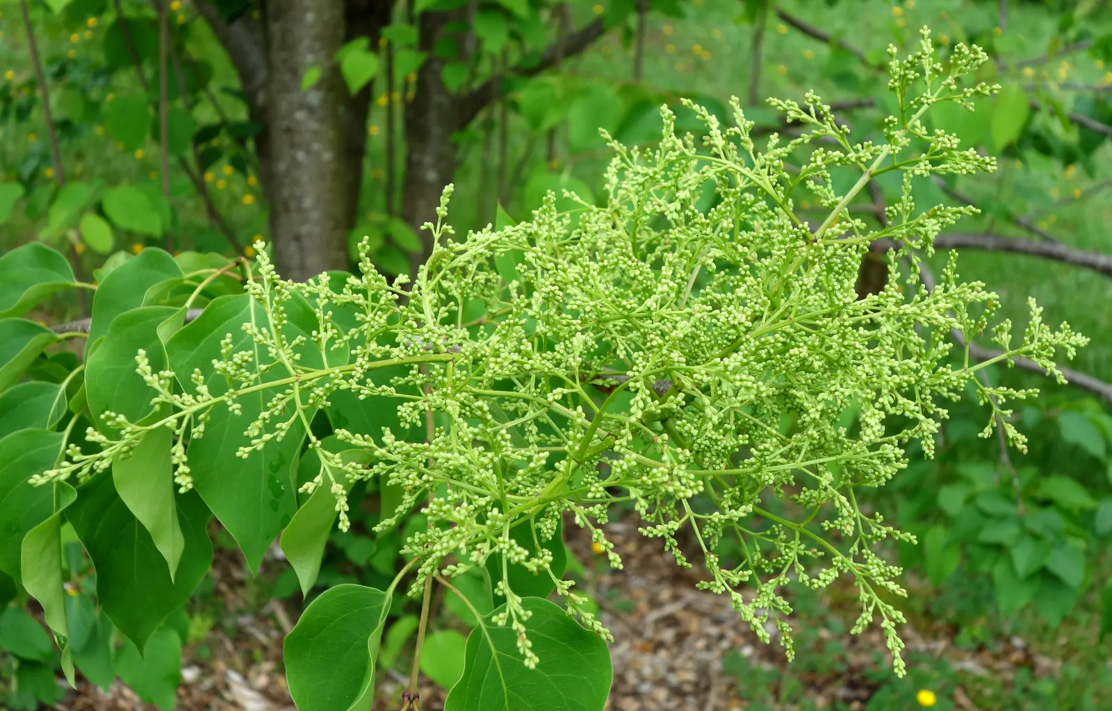 Ivory Silk Japanese Tree Lilac (Syringa Reticulata) — shrub for full or half