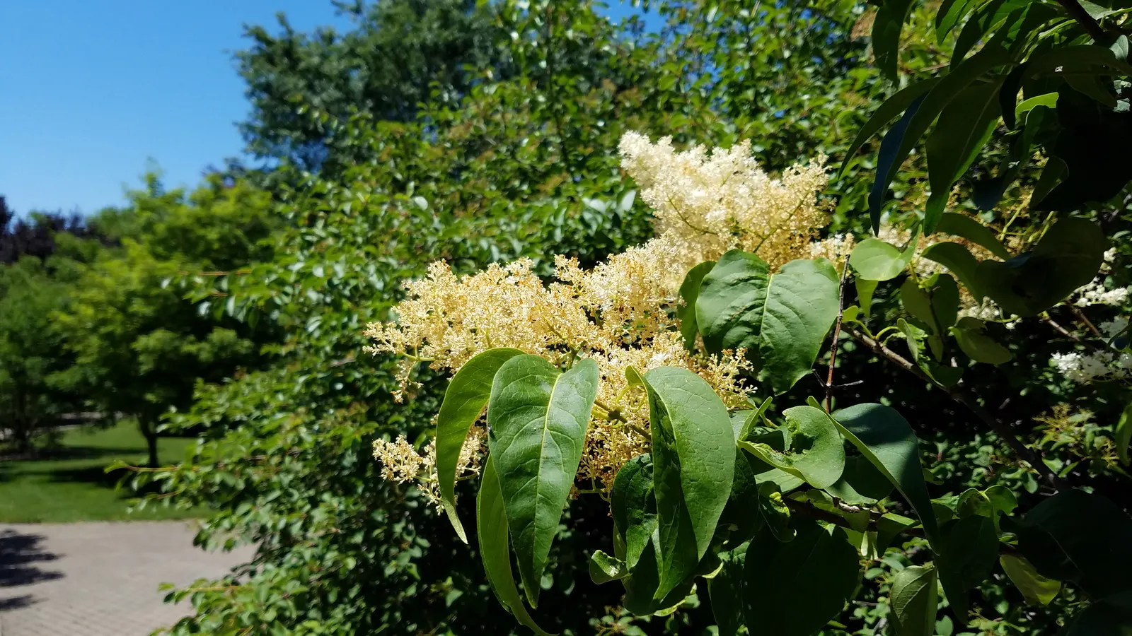 Ivory Silk Japanese Tree Lilac (Syringa Reticulata) — The Ivory Silk Japanese Tree Lilac (Syringa reticulata) is a robust; it sports a rounded crown, image 64