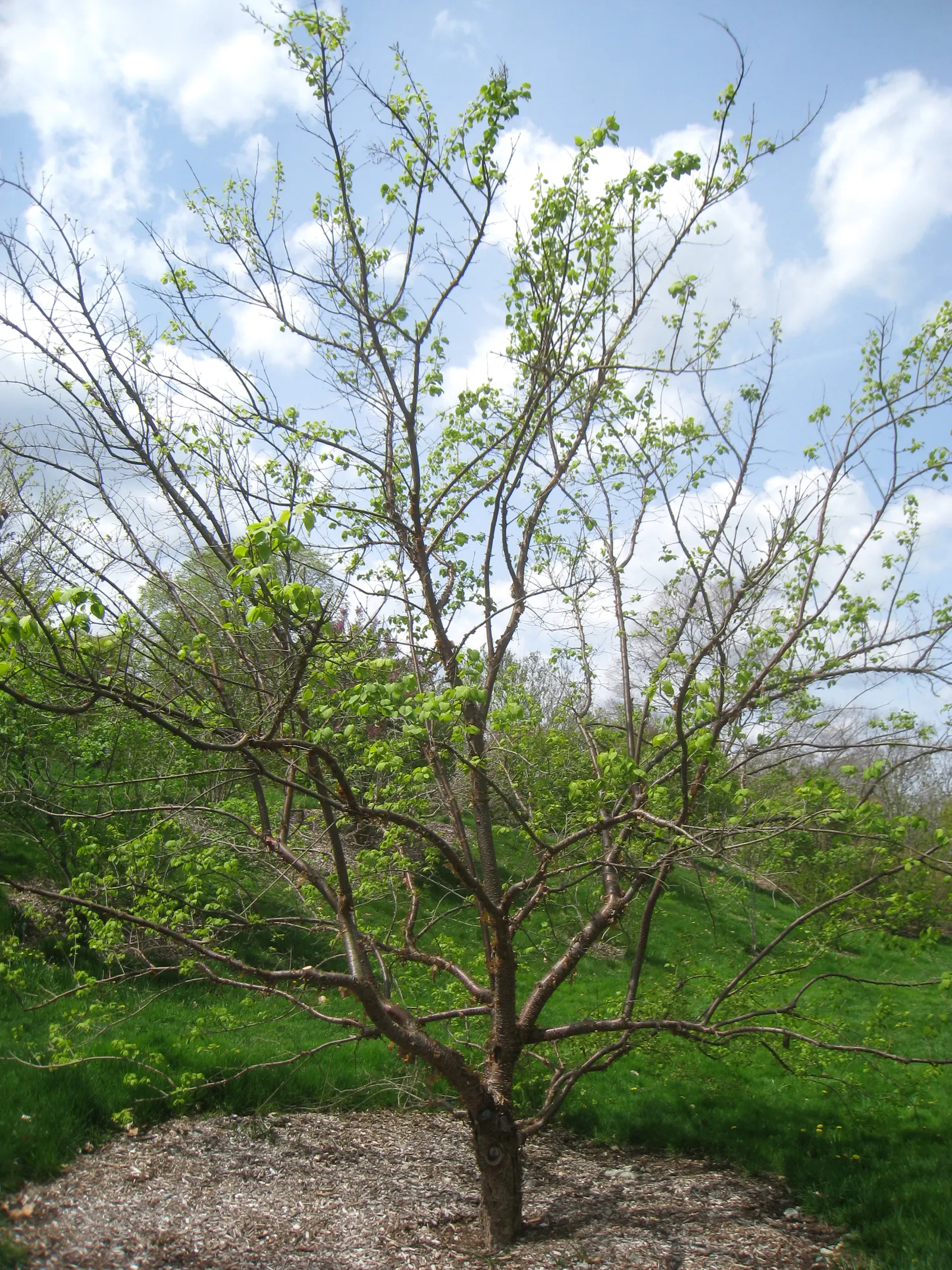 Ivory Silk Japanese Tree Lilac (Syringa Reticulata) — heart-shaped leaves that create a lush backdrop for the showy blooms.<br><br>In early to, image 32
