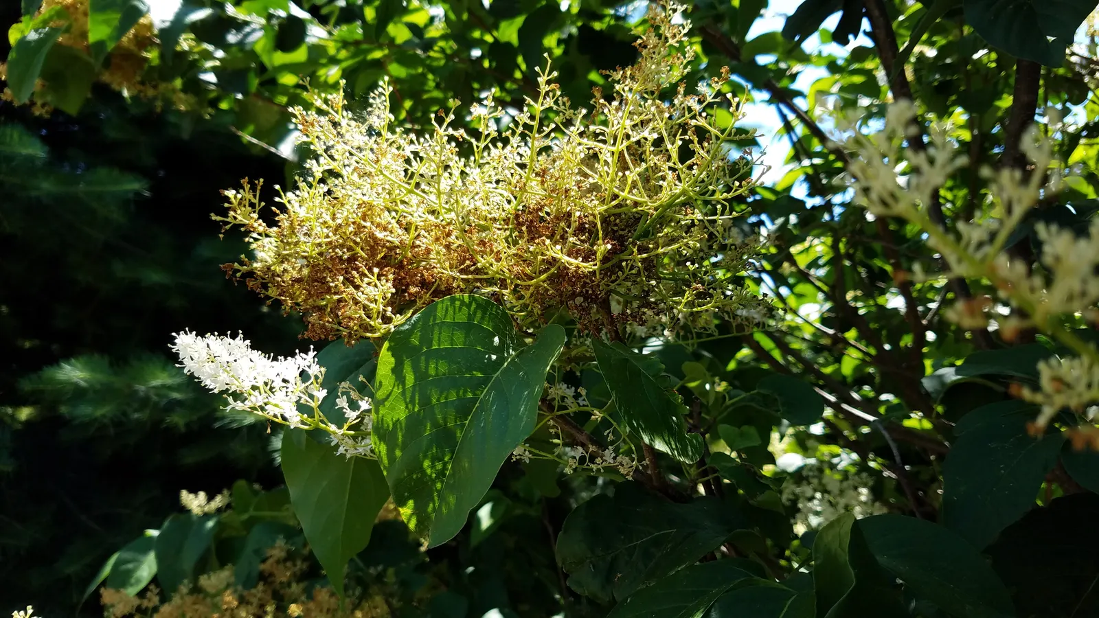 Ivory Silk Japanese Tree Lilac (Syringa Reticulata) — Full sun exposure is ideal, ensuring the best flowering and health of the tree
