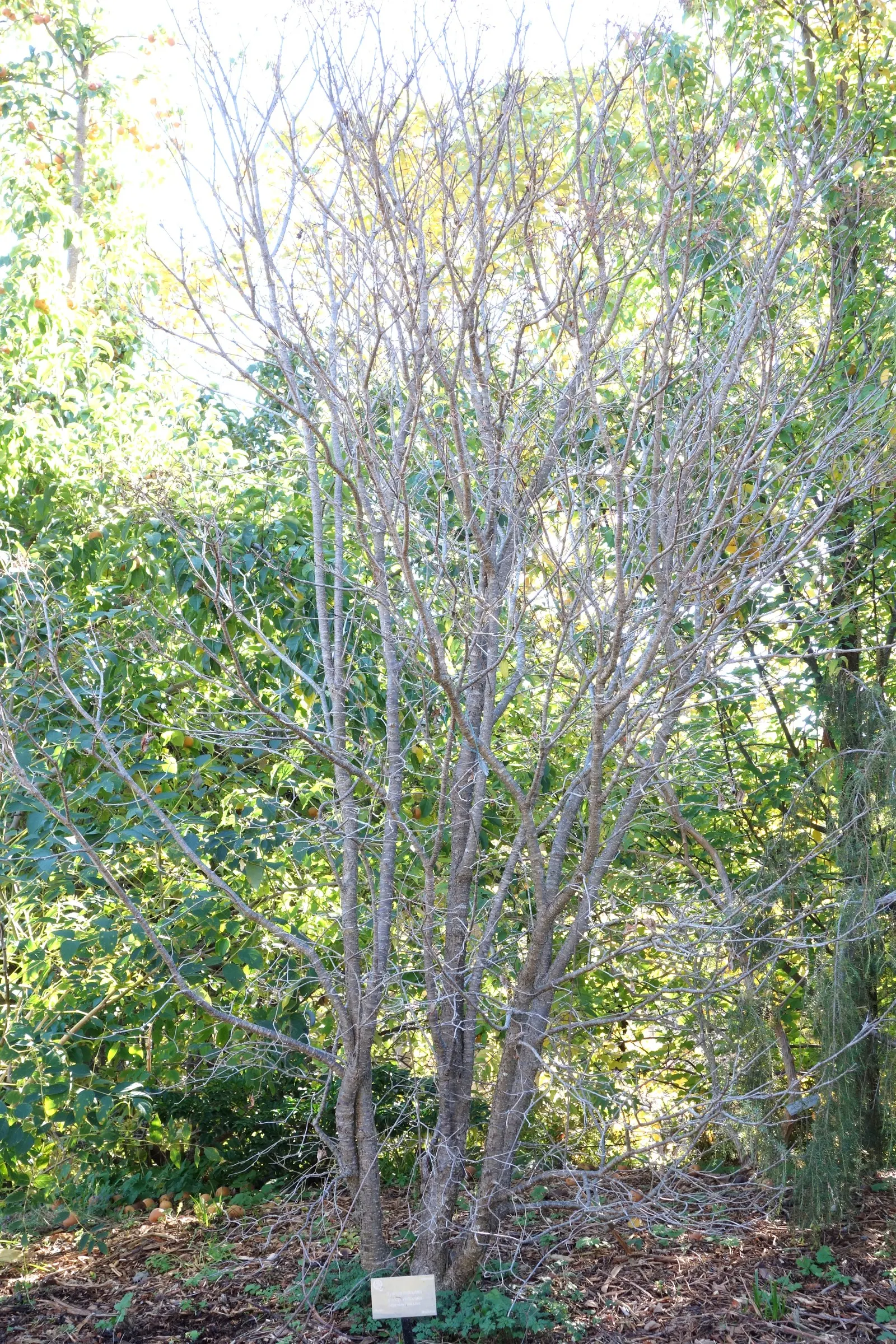 Ivory Silk Japanese Tree Lilac (Syringa Reticulata) — neutral to slightly alkaline loam; heart-shaped leaves that create a lush backdrop for the, image 56