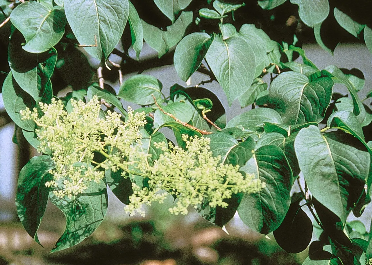 Ivory Silk Japanese Tree Lilac (Syringa Reticulata) — rounded crown is composed of dark green; it sports a rounded crown, attractive reddish-brown, image 52