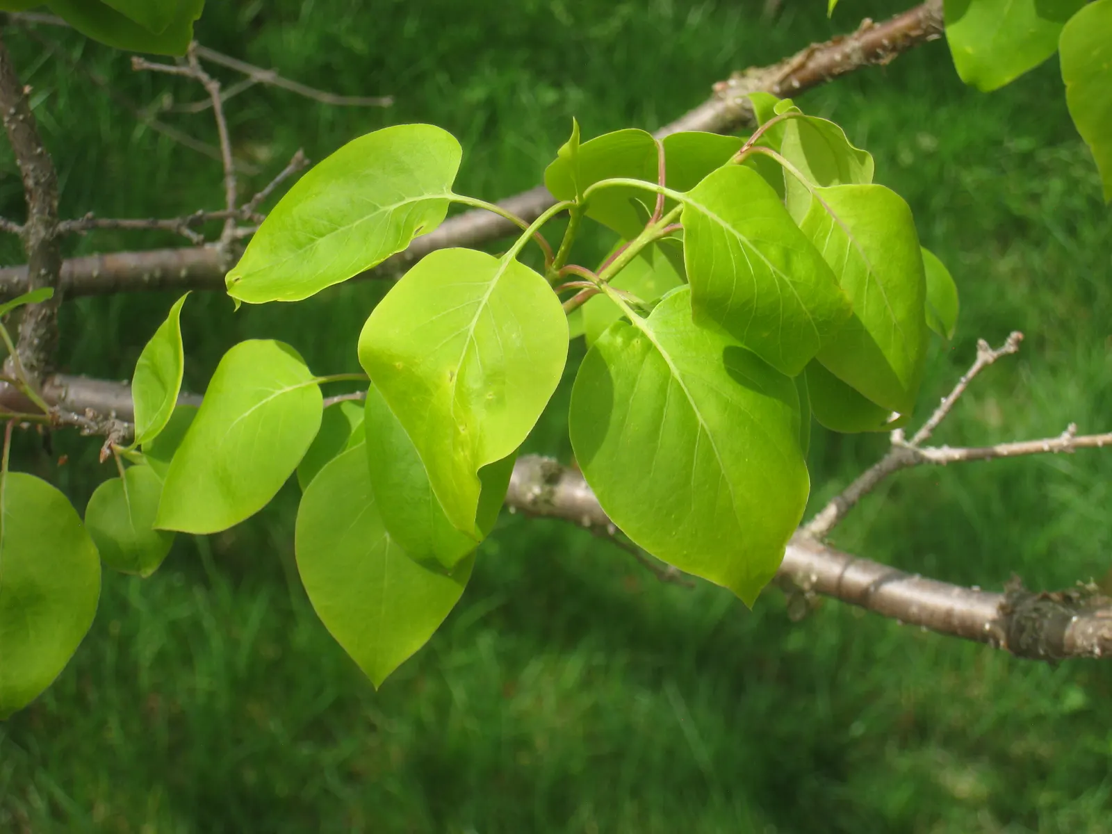 Ivory Silk Japanese Tree Lilac (Syringa Reticulata) — It is disease resistant and notably more resistant to pests compared to other lilacs.<br><br>Moreover; it