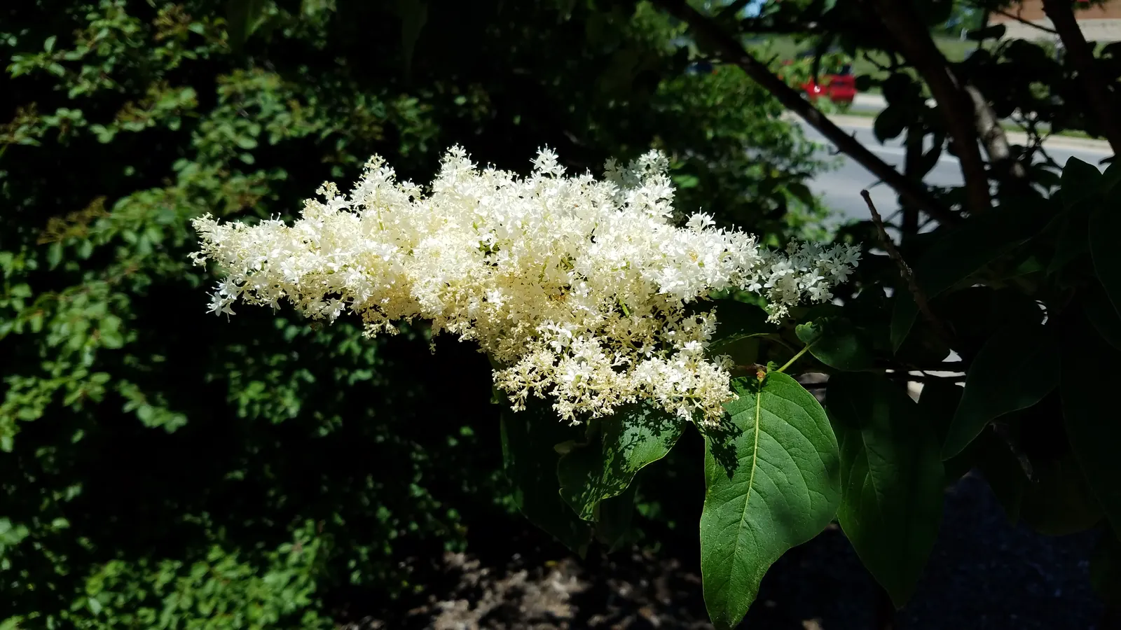 Ivory Silk Japanese Tree Lilac (Syringa Reticulata) — These blossoms can reach up to 12 inches in length and attract a variety of pollinators to the garden