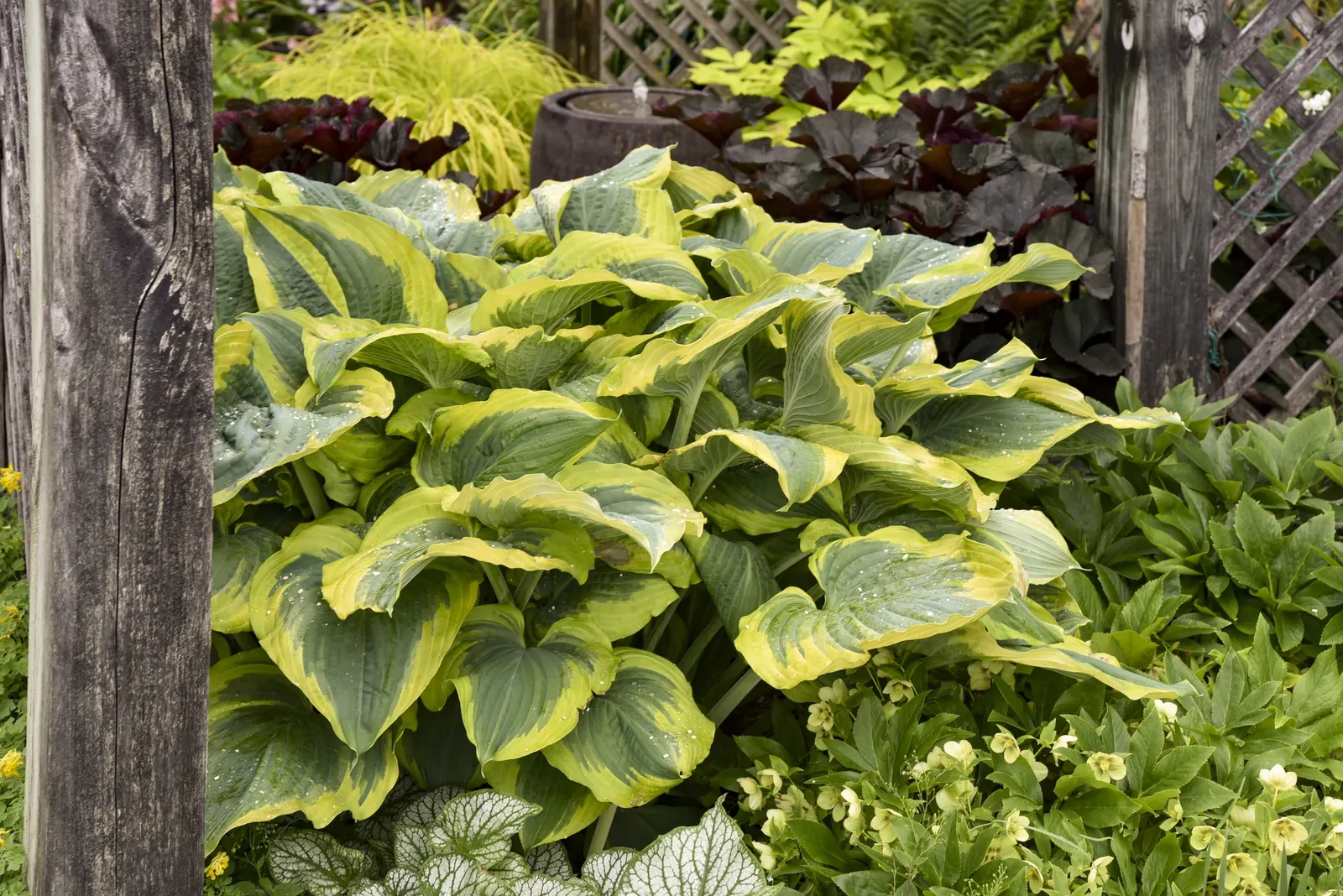'Seducer' Hosta (Hosta hybrid) — purple flowers in the garden; summer heat draws out the unique coloration, image 25