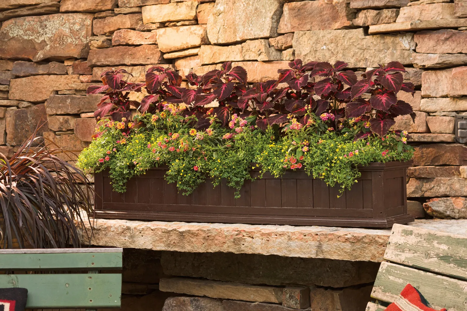 Velveteen® Coleus (Coleus scutellarioides) — with violet-blue flowers appearing very late in the season or not at all; its leaves are smaller and more finely