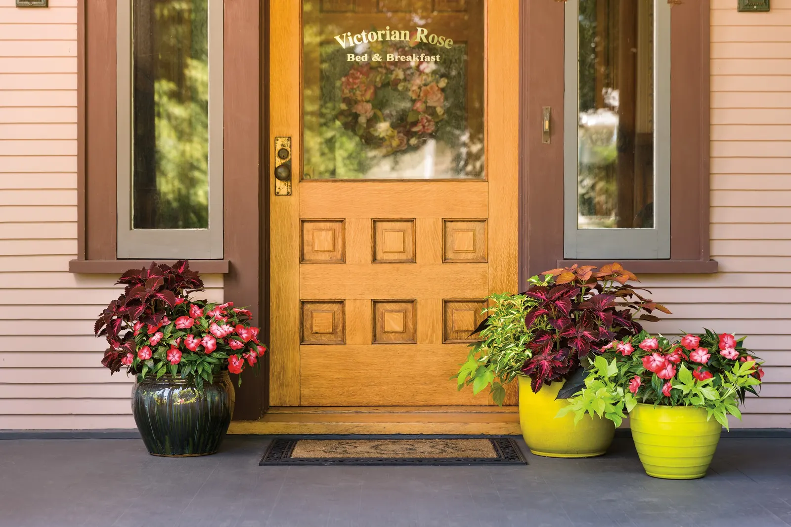 Royale Pineapple Brandy™ Coleus (Coleus scutellarioides) — creating the look of stained glass lit from within
