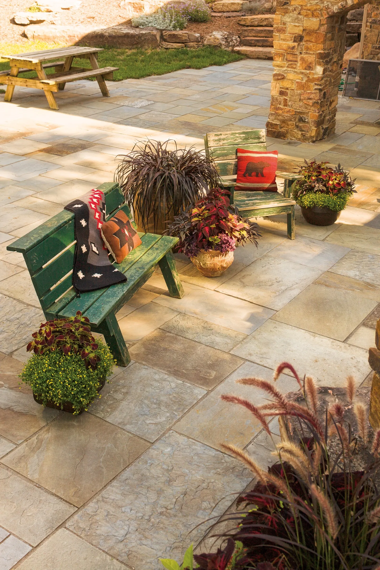 Velveteen® Coleus (Coleus scutellarioides) — making it a strong vertical accent without overwhelming nearby plantings