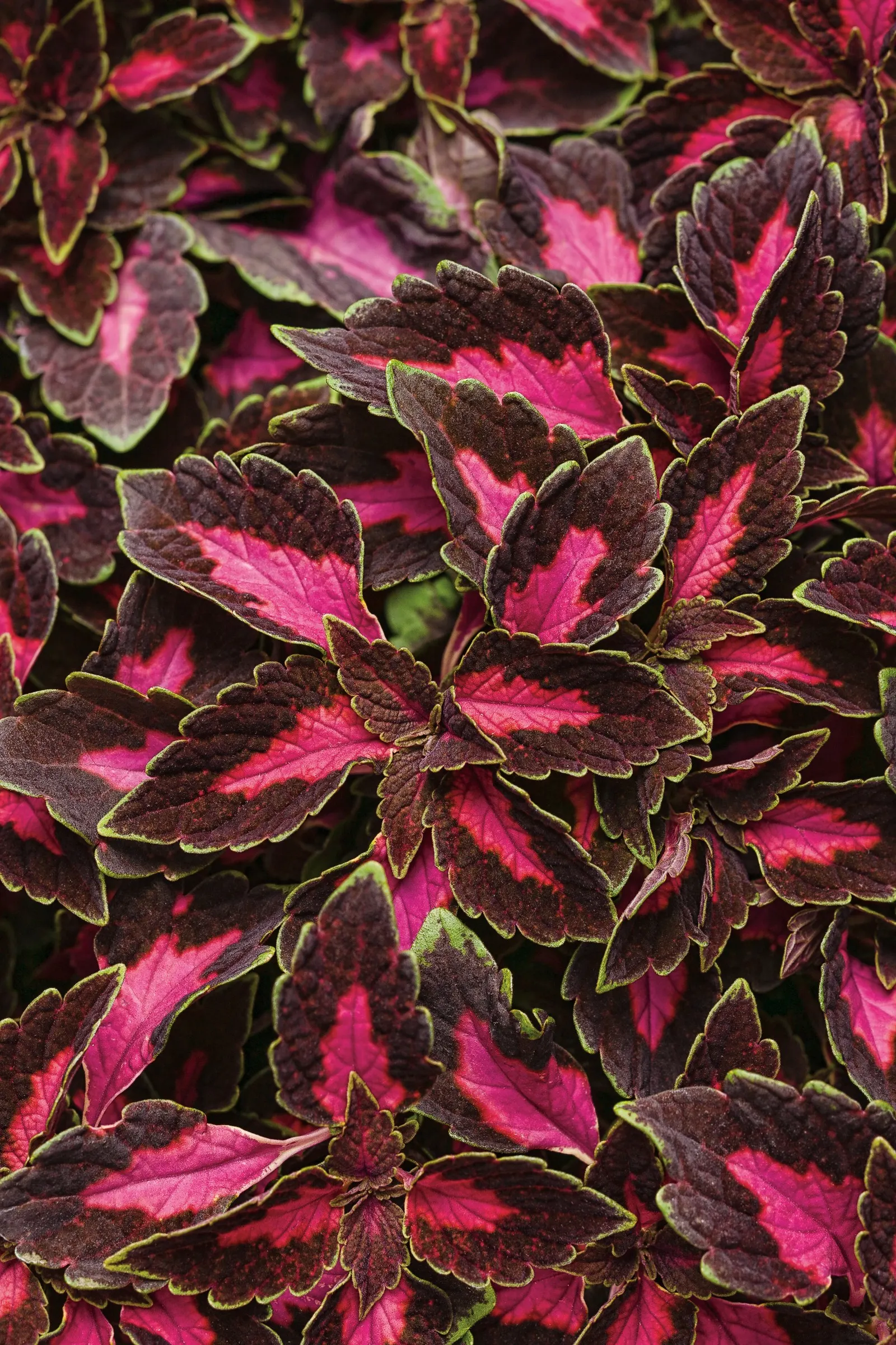 Velveteen® Coleus (Coleus scutellarioides) — and dramatic without feeling heavy; with softly wavy edges and vivid fuchsia-pink centers surrounded, image 97