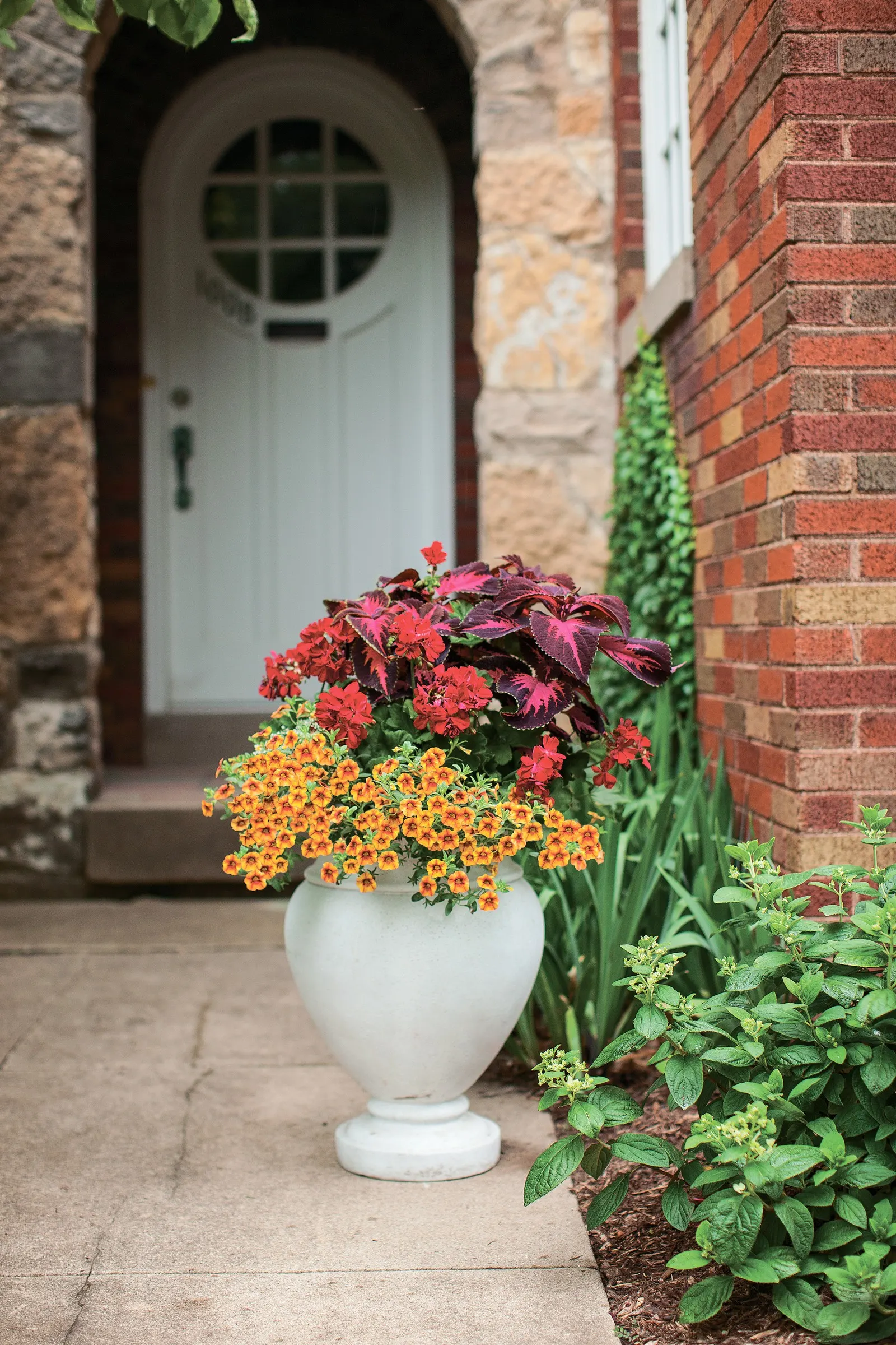Velveteen® Coleus (Coleus scutellarioides) — It is hardy in USDA Zones 10a to 11b and is most often used as a warm-season annual in cooler climates