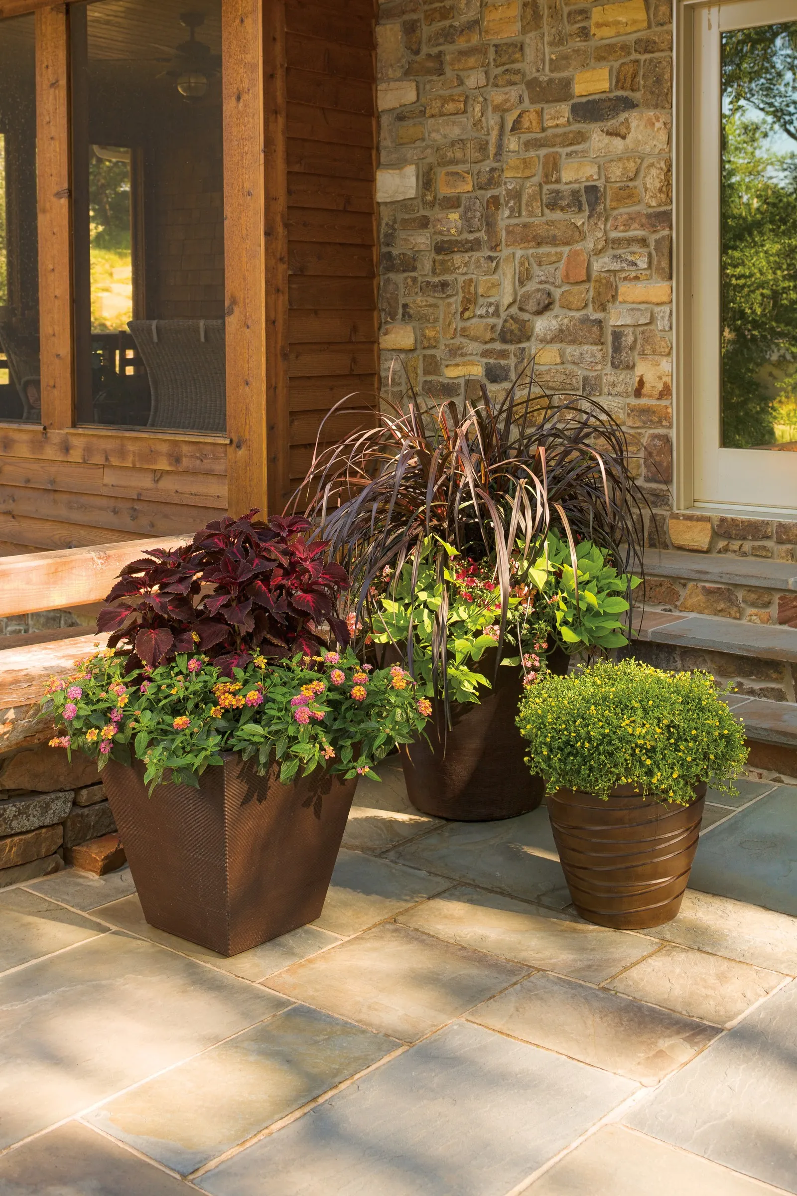 Velveteen® Coleus (Coleus scutellarioides) — Easy to grow in sun or shade with average soil and water; deer resistant and very late to bloom