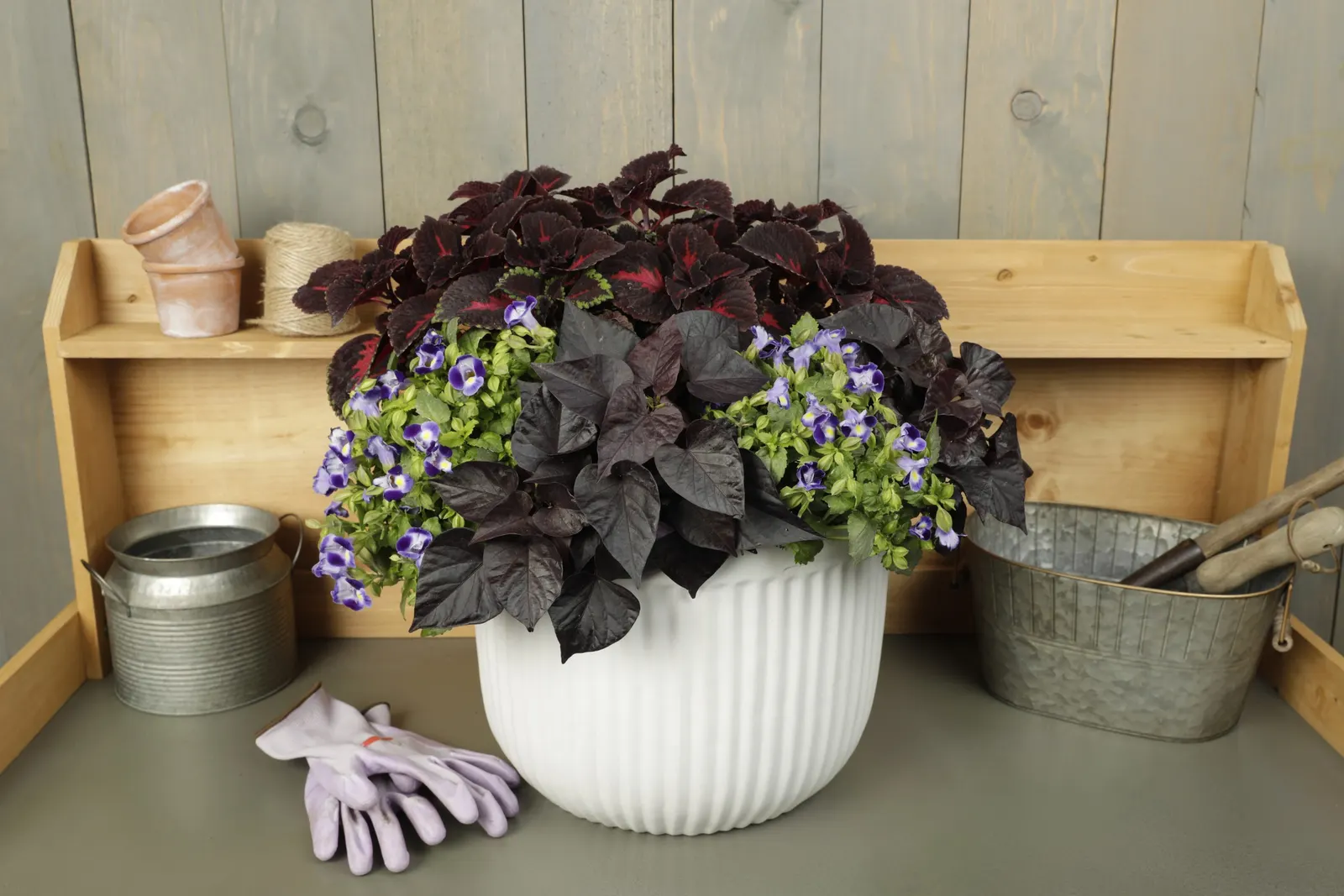Jet Black™ Sweet Potato Vine (Ipomoea batatas) — it brings a sophisticated; commonly referred to as Jet Black™ Sweet Potato Vine