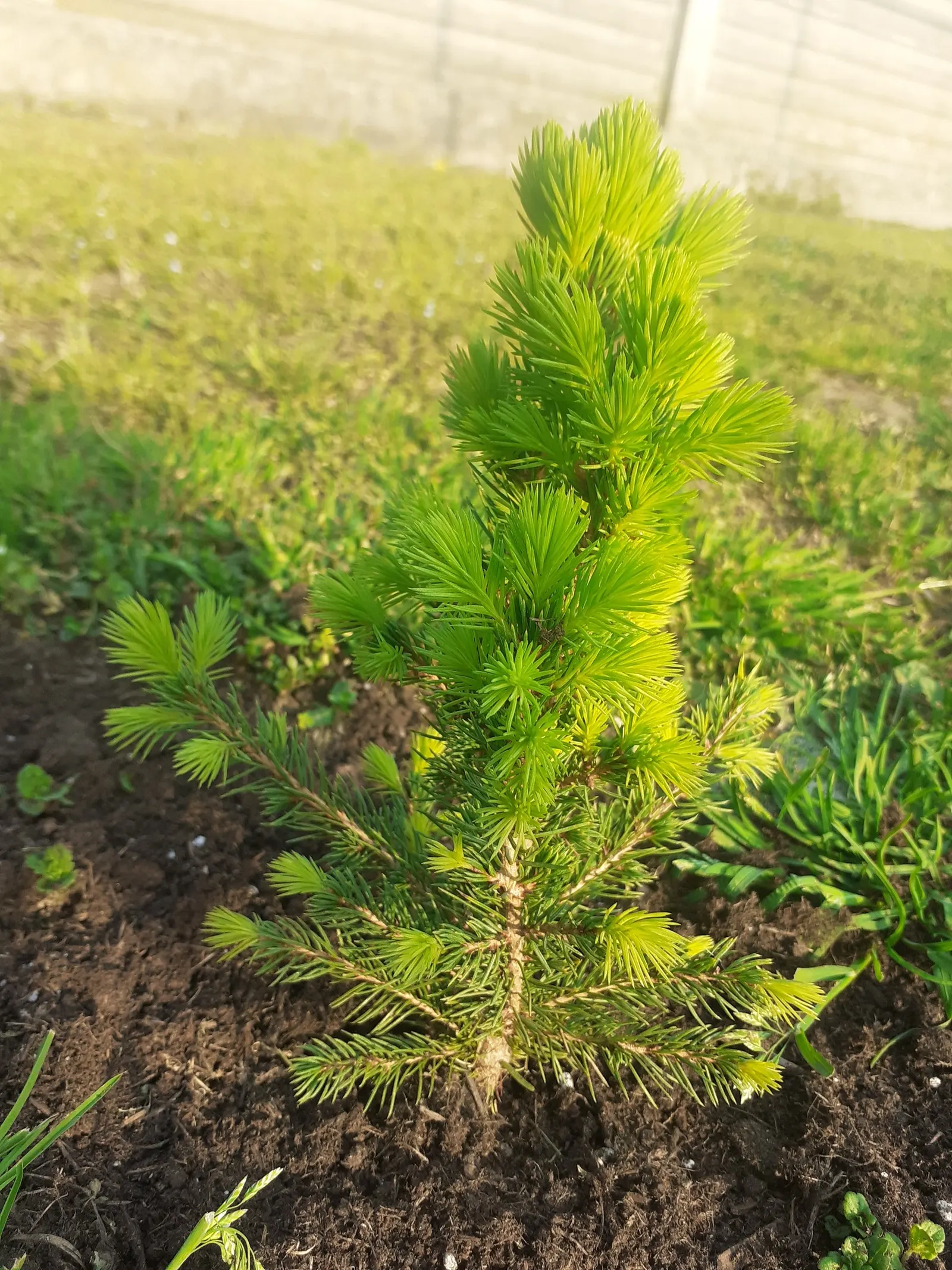 Dwarf Alberta Spruce (Picea Glauca 'Conica') — The Dwarf Alberta Spruce, Picea glauca 'Conica', is a slow-growing conifer with a classic conical shape