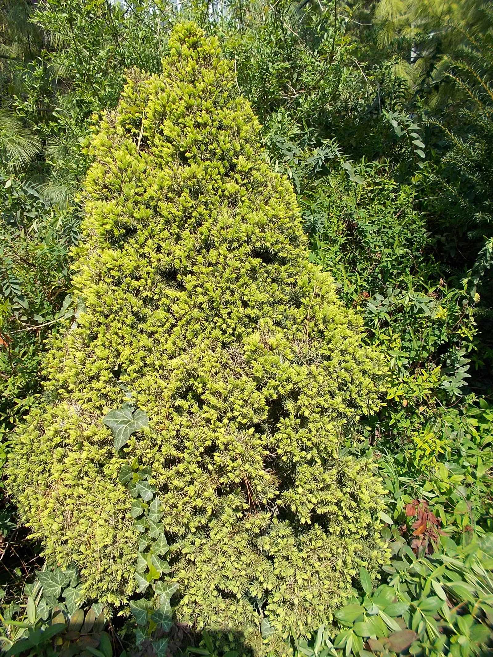 Dwarf Alberta Spruce (Picea Glauca 'Conica') — further simplifying its upkeep.<br><br>When instructing clients; although it can tolerate partial shade