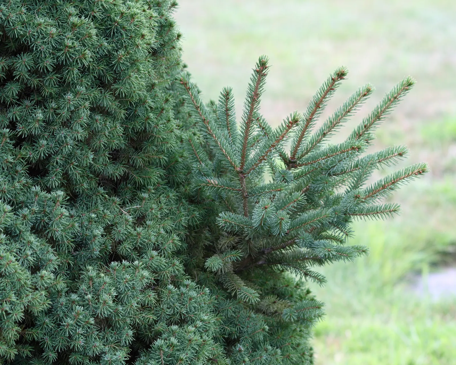 Dwarf Alberta Spruce (Picea Glauca 'Conica') — typically achieving a mature height of 10 to 12 feet with a spread of approximately 4 to 5 feet; although it can