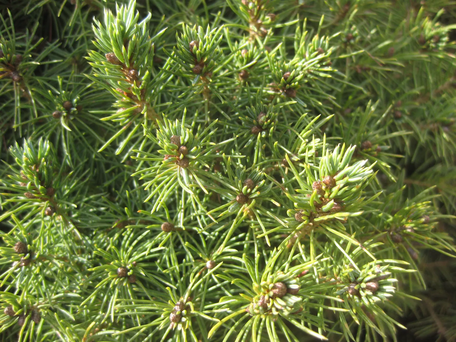 Dwarf Alberta Spruce (Picea Glauca 'Conica') — conical conifer that offers year-round visual appeal for any landscape design