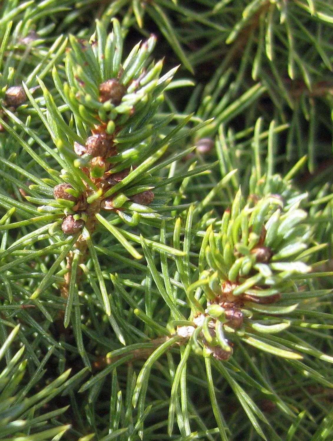 Dwarf Alberta Spruce (Picea Glauca 'Conica') — is ideal for small gardens or as a focal point in larger landscapes