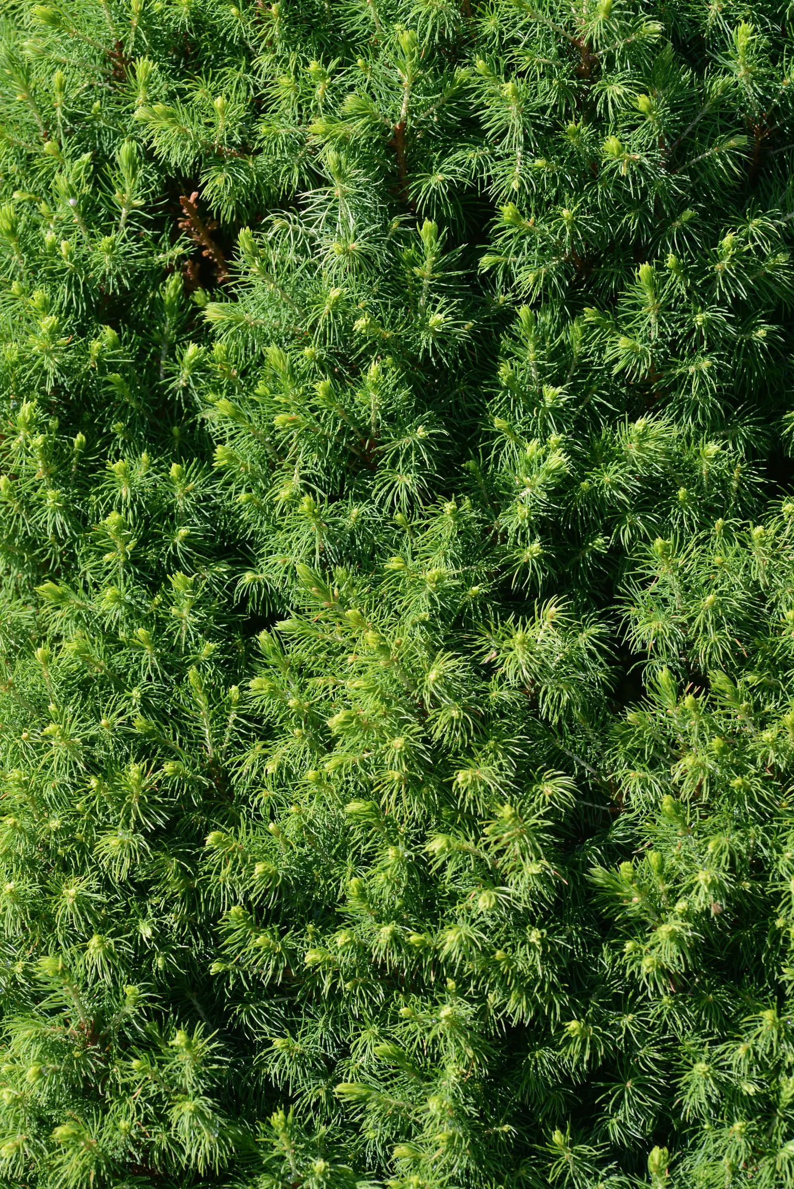 Dwarf Alberta Spruce (Picea Glauca 'Conica') — conifer / shrub for full