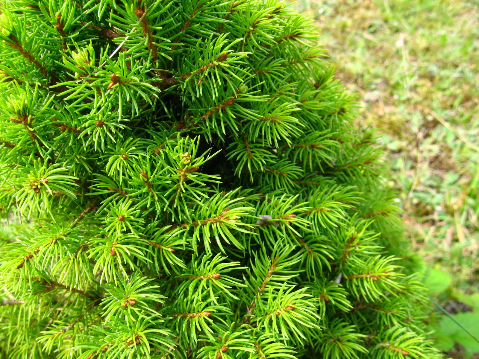 Dwarf Alberta Spruce (Picea Glauca 'Conica') — it is largely resistant to deer and other pests; hardy in USDA zones 2-8, it thrives in full sun to partial