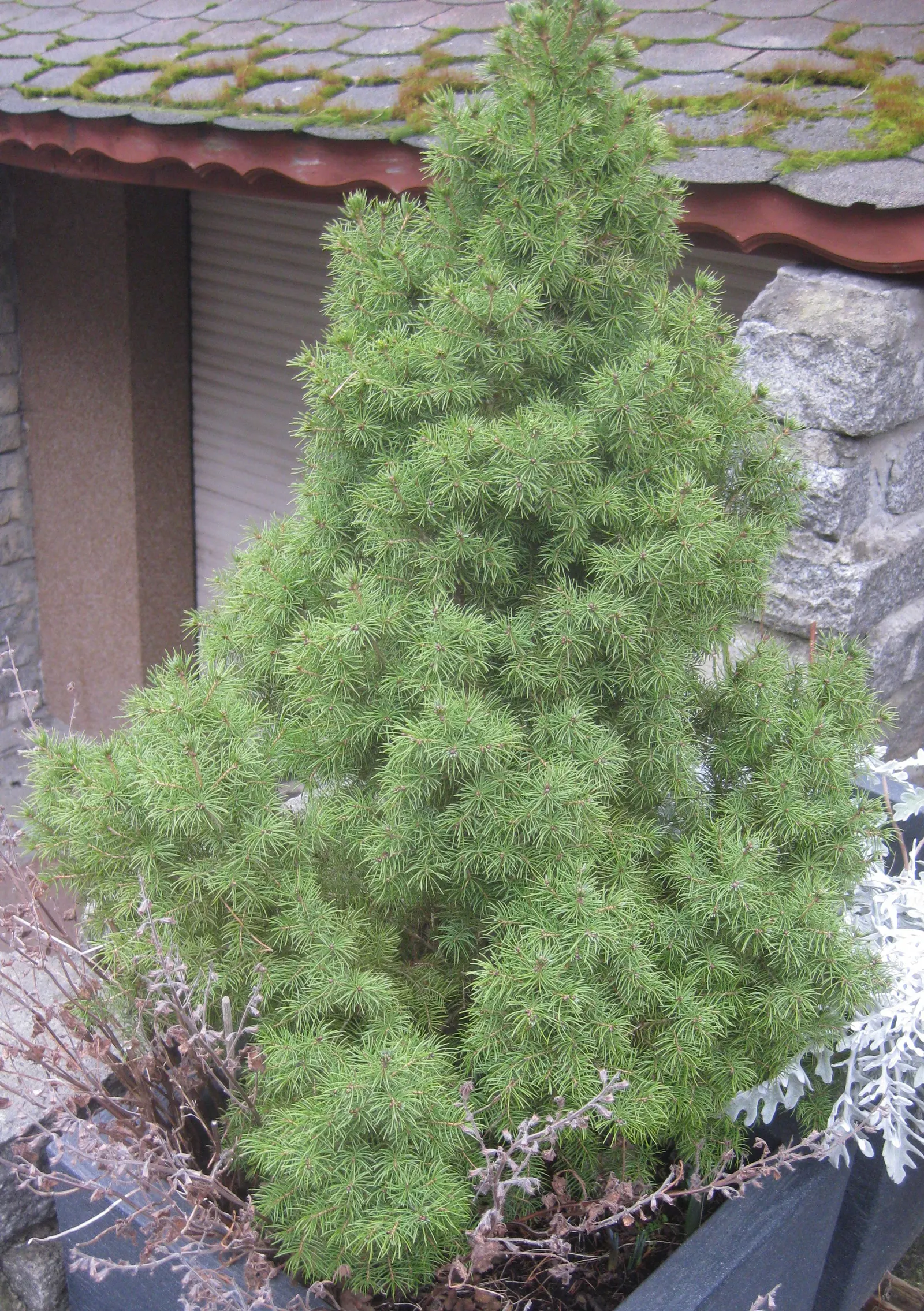 Dwarf Alberta Spruce (Picea Glauca 'Conica') — This low-maintenance plant is ideal for small gardens
