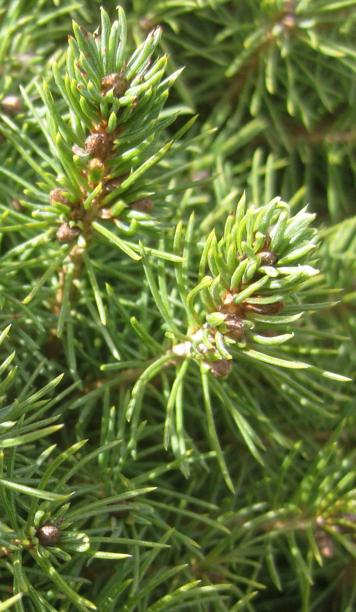 Dwarf Alberta Spruce (Picea Glauca 'Conica') — Dwarf Alberta Spruce can withstand cold climates