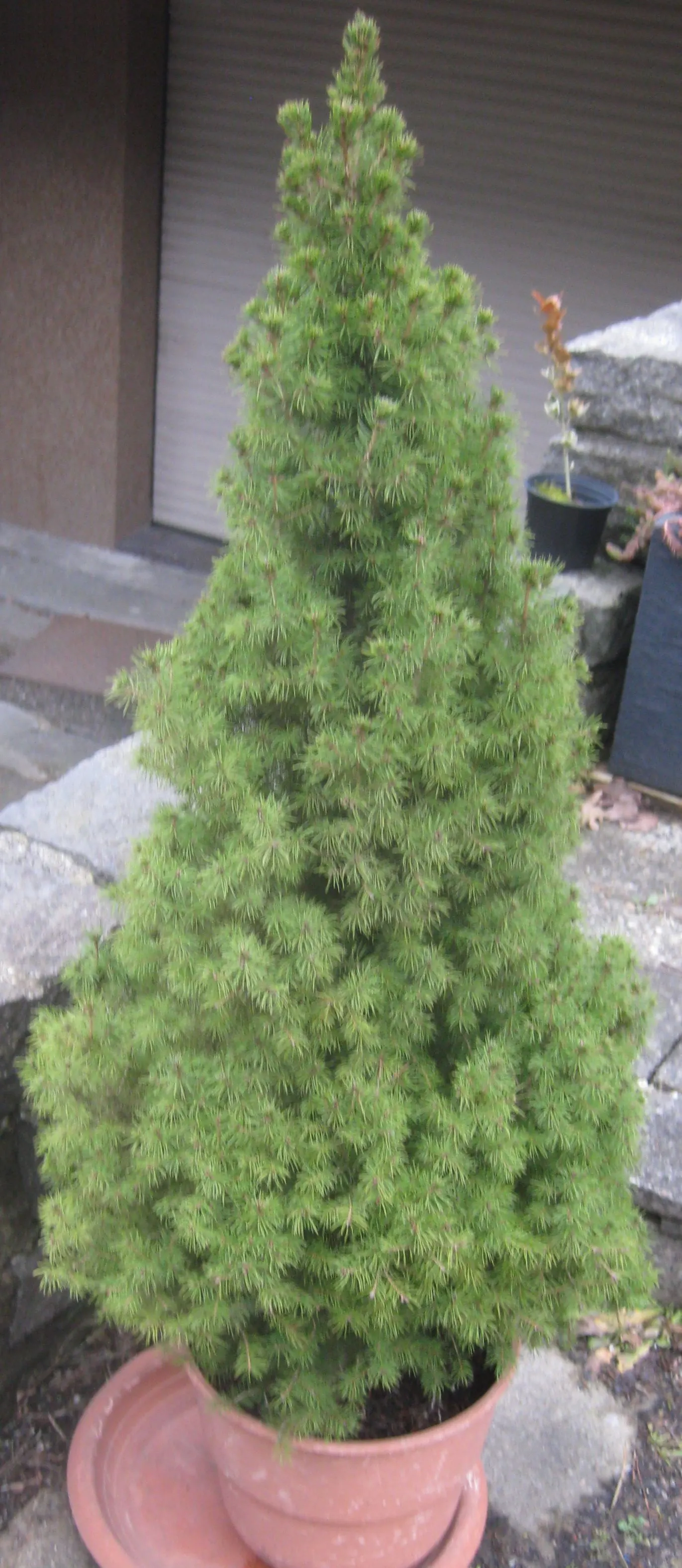 Dwarf Alberta Spruce (Picea Glauca 'Conica') — Hardy in USDA zones 2-8, it thrives in full sun to partial shade and well-drained soil