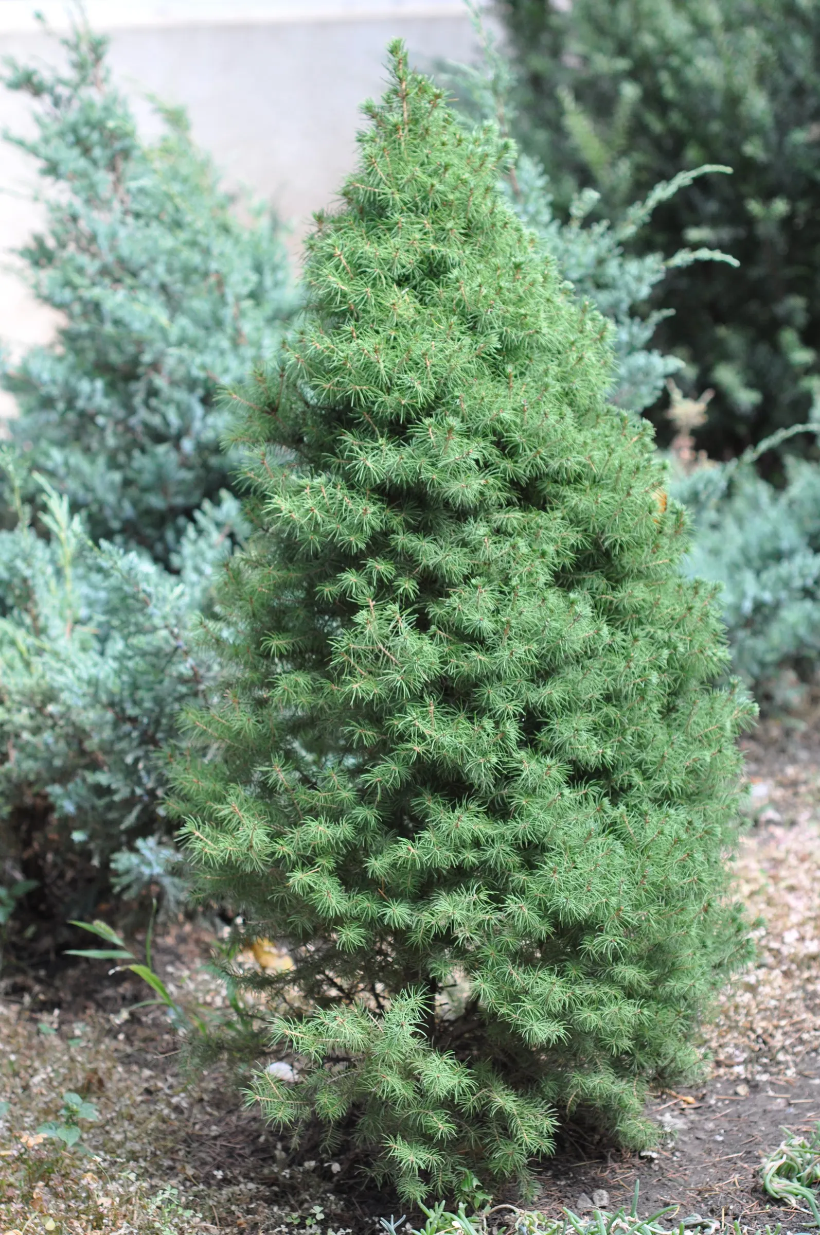 Dwarf Alberta Spruce (Picea Glauca 'Conica') — It reaches up to 10-13 feet tall and 7-10 feet wide at maturity, with dense, bright green needles
