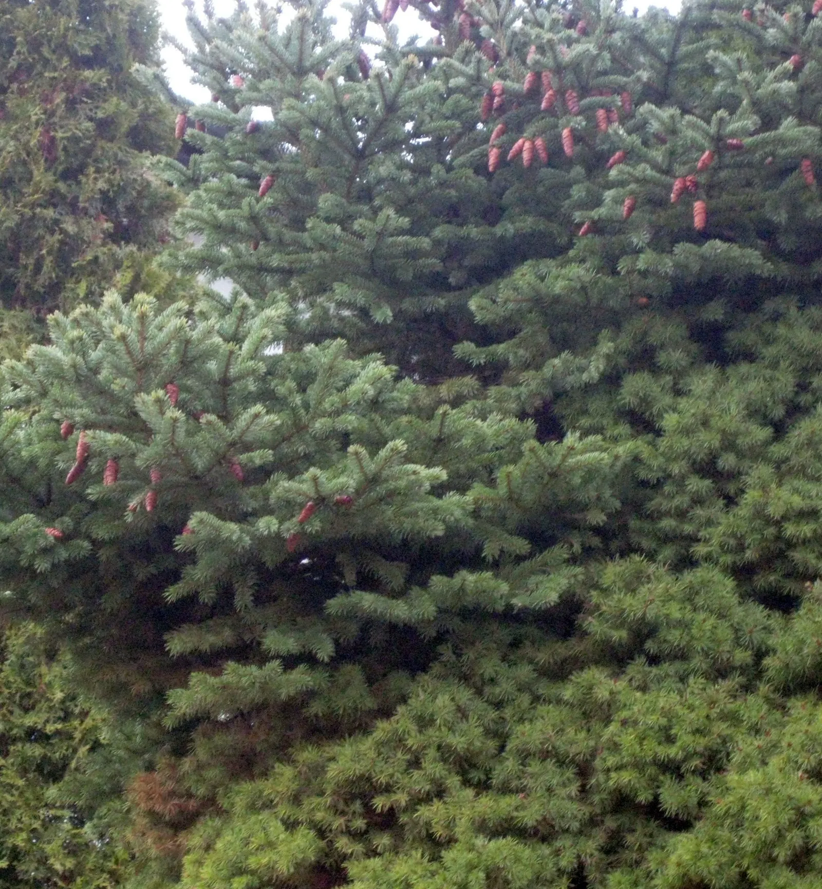 Dwarf Alberta Spruce (Picea Glauca 'Conica') — making it a low-maintenance option for busy homeowners