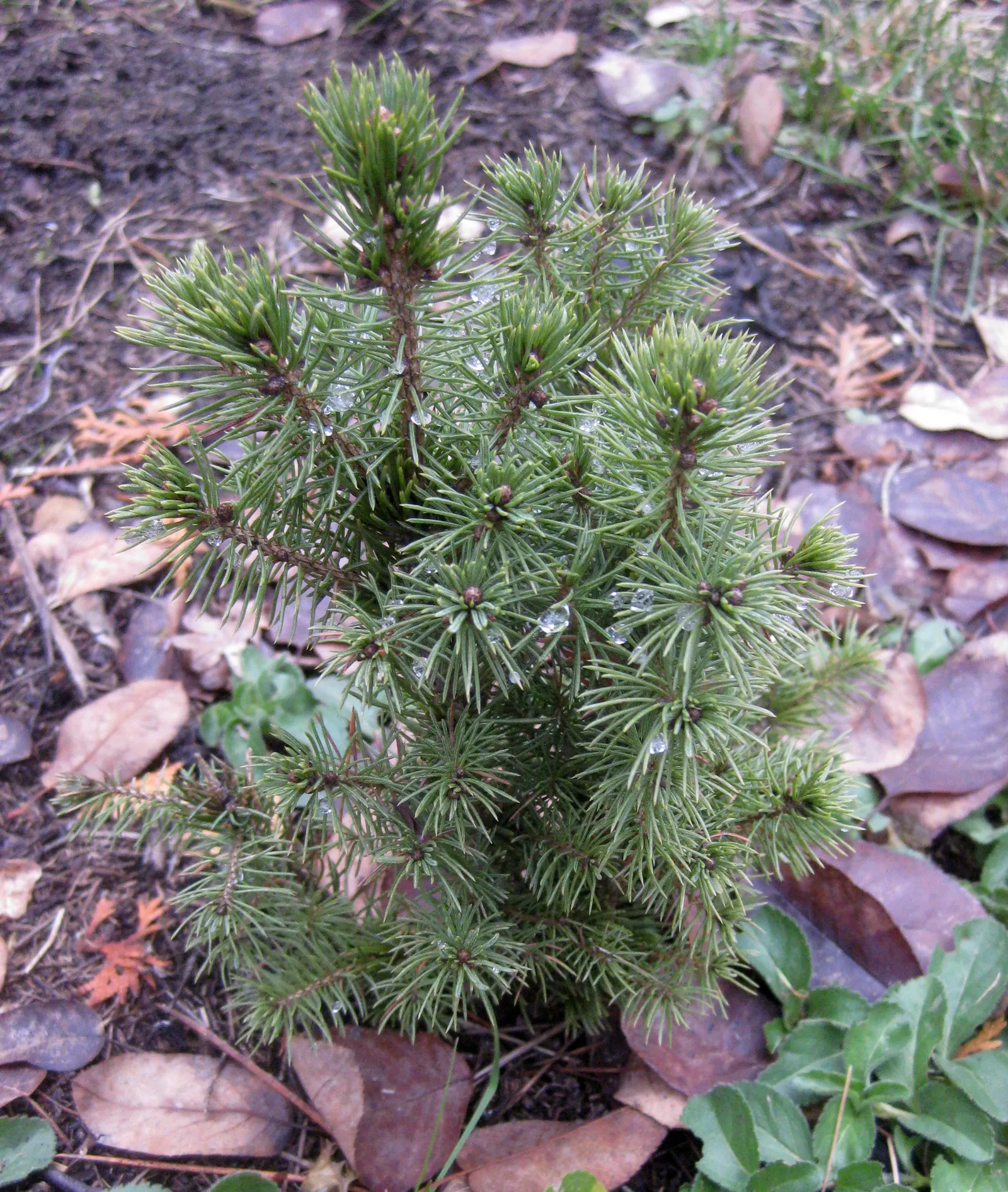 Dwarf Alberta Spruce (Picea Glauca 'Conica') — or when used in formal garden settings; hardy in USDA zones 2-8, it thrives in full sun to partial shade and