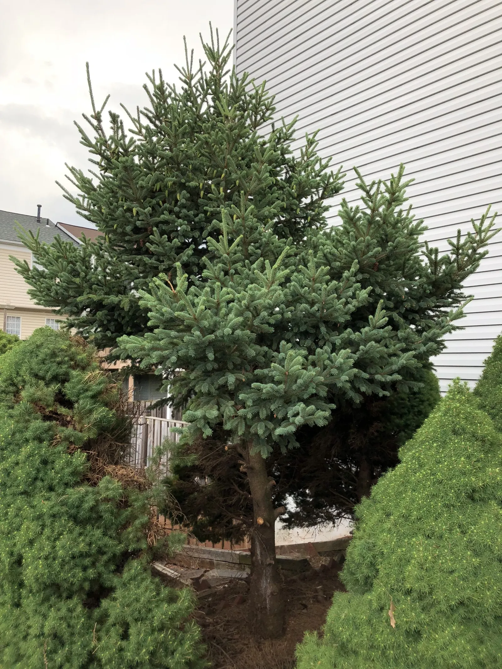 Dwarf Alberta Spruce (Picea Glauca 'Conica') — This slow-growing cultivar; hardy in USDA zones 2-8, it thrives in full sun to partial shade and well-drained