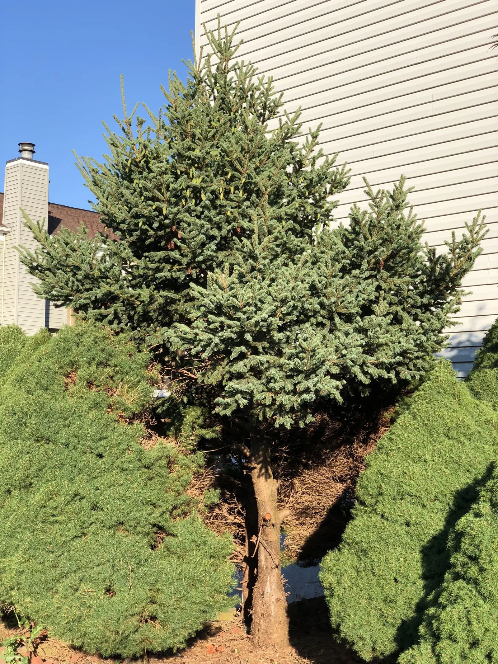 Dwarf Alberta Spruce (Picea Glauca 'Conica') — is ideal for small gardens or as a focal point in larger landscapes; note that this spruce is an excellent