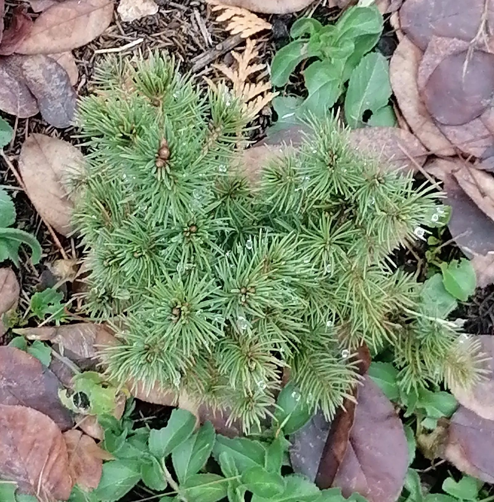 Dwarf Alberta Spruce (Picea Glauca 'Conica') — conical conifer that offers year-round visual appeal for any landscape design; note that this spruce is an