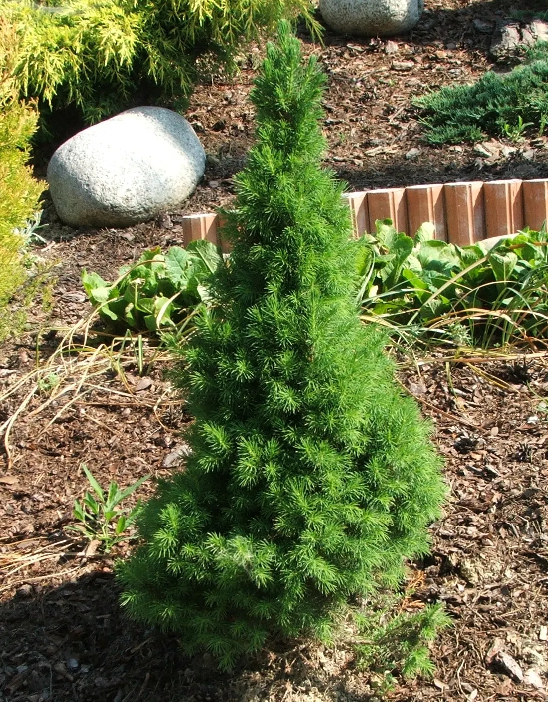 Dwarf Alberta Spruce (Picea Glauca 'Conica') — it is largely resistant to deer and other pests