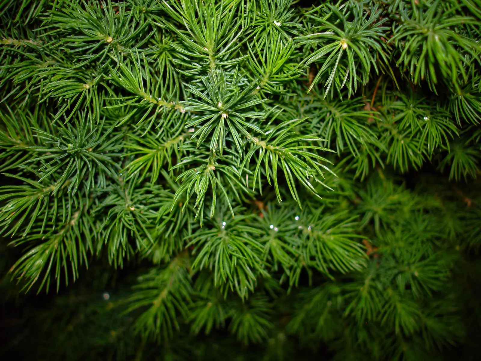 Dwarf Alberta Spruce (Picea Glauca 'Conica') — Its classic aesthetic and ease of care make it a timeless addition to any outdoor space