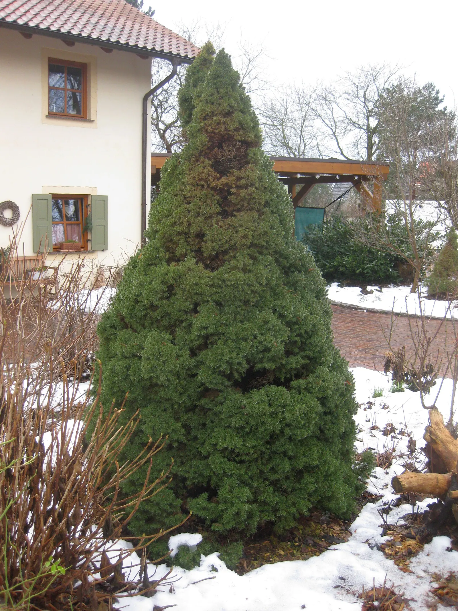 Dwarf Alberta Spruce (Picea Glauca 'Conica') — but requires protection from wind
