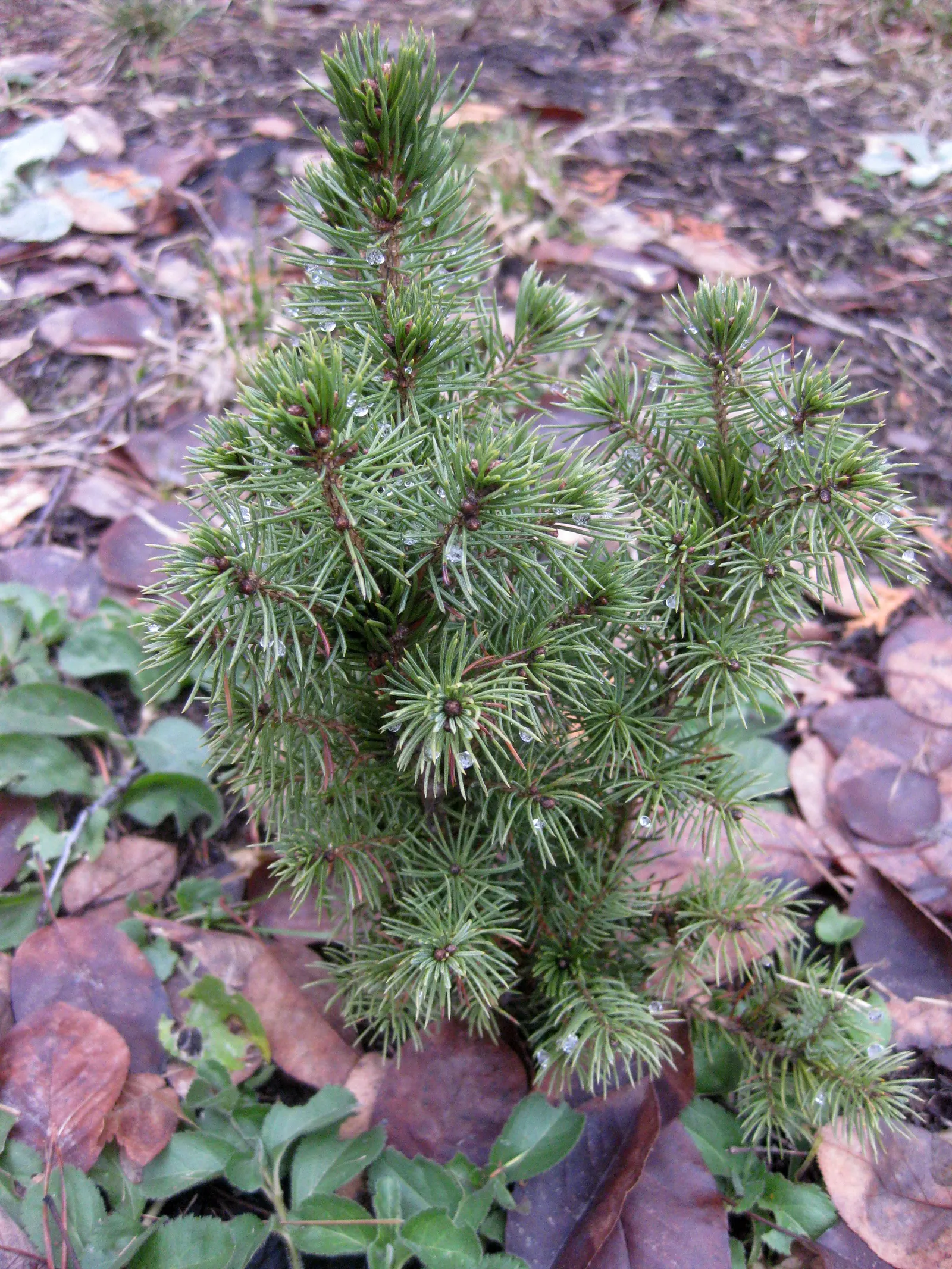 Dwarf Alberta Spruce (Picea Glauca 'Conica') — typically achieving a mature height of 10 to 12 feet with a spread of approximately 4 to 5 feet