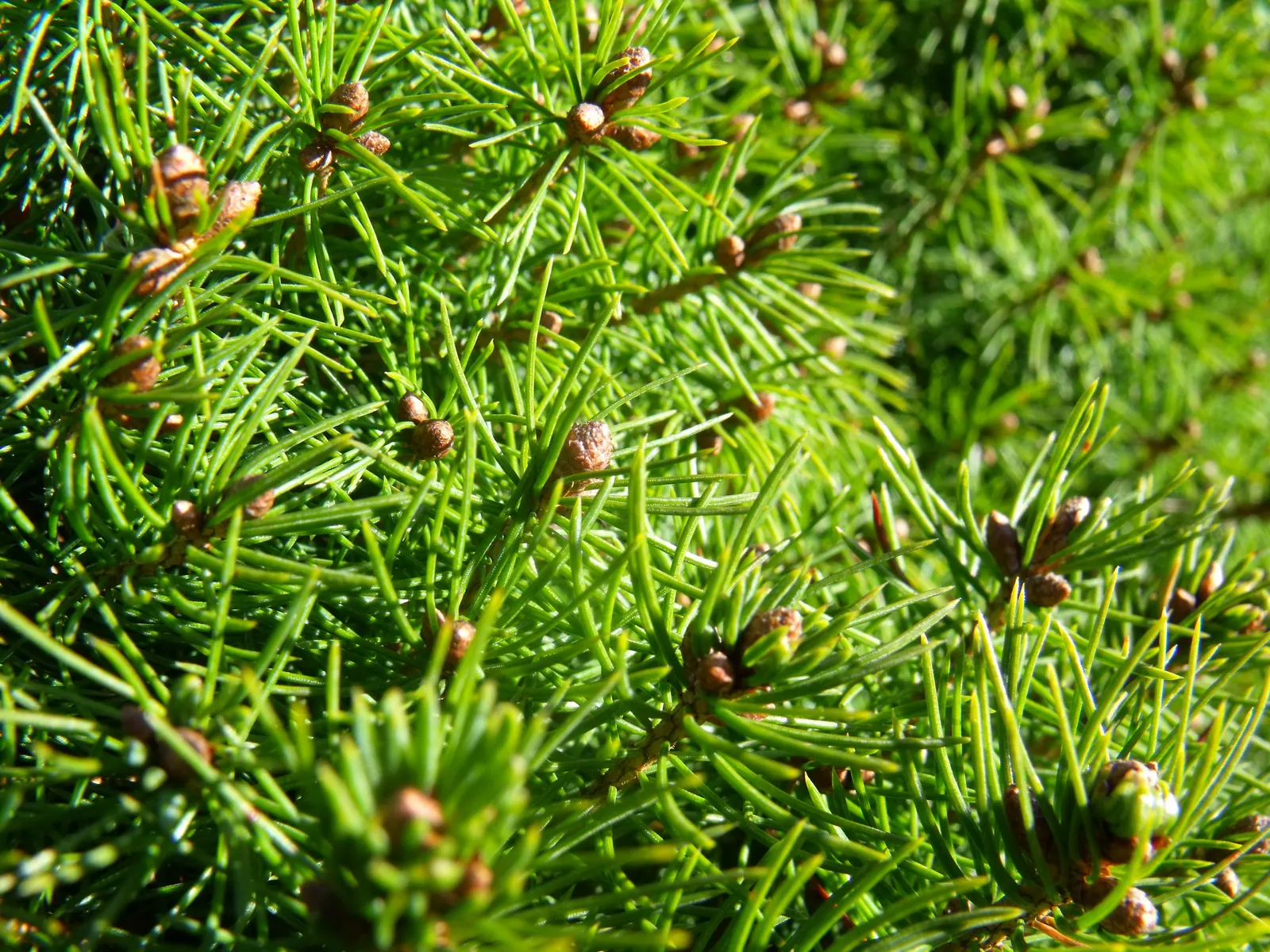 Dwarf Alberta Spruce (Picea Glauca 'Conica') — It reaches up to 10-13 feet tall and 7-10 feet wide at maturity, with dense, bright green needles; although it