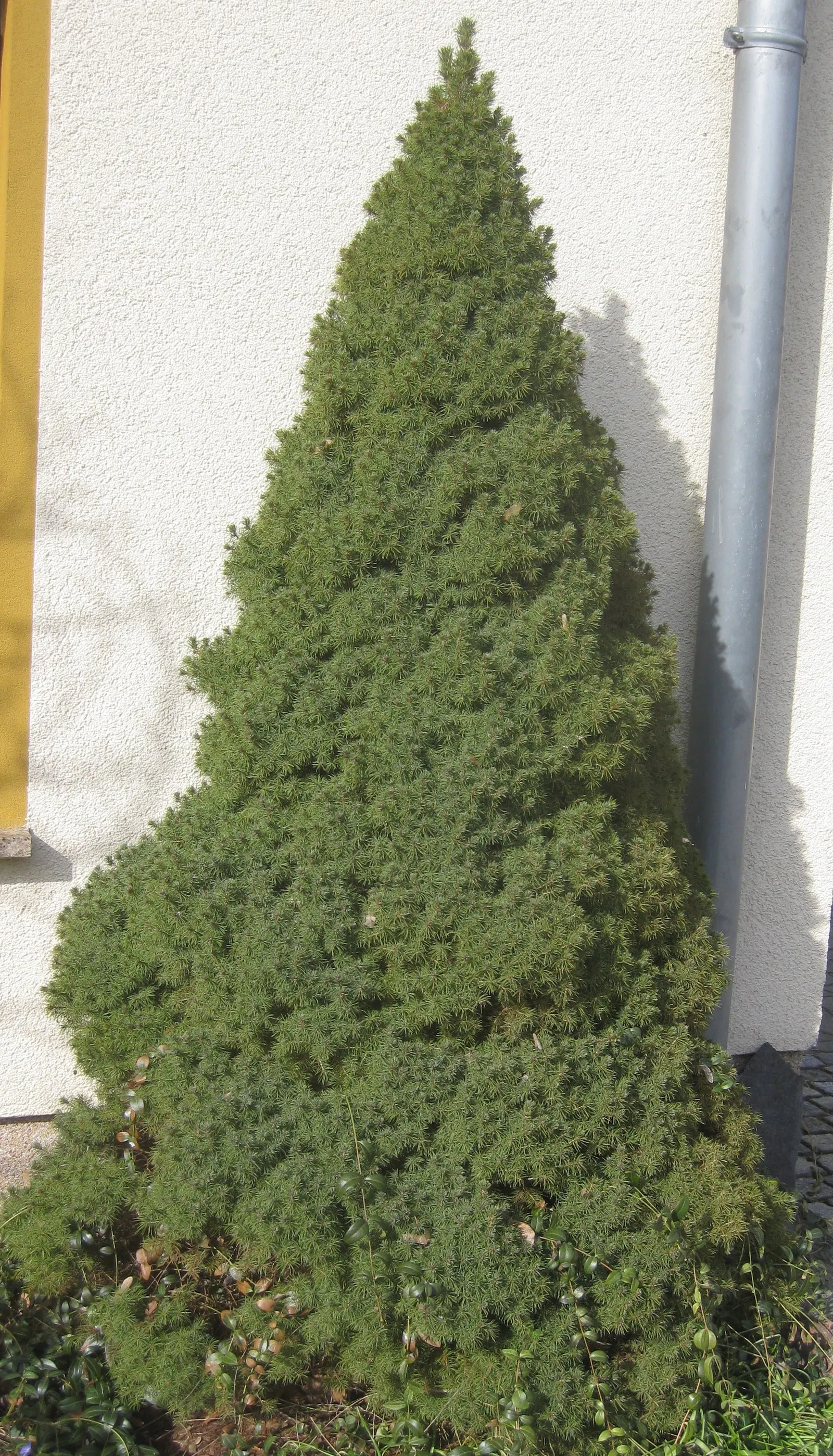 Dwarf Alberta Spruce (Picea Glauca 'Conica') — although it can tolerate partial shade
