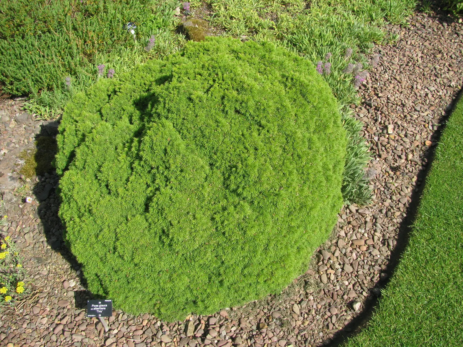Dwarf Alberta Spruce (Picea Glauca 'Conica') — making it a low-maintenance option for busy homeowners; note that this spruce is an excellent choice for
