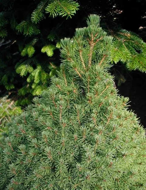 Dwarf Alberta Spruce (Picea Glauca 'Conica') — which consists of light green needles when young; hardy in USDA zones 2-8, it thrives in full sun to partial