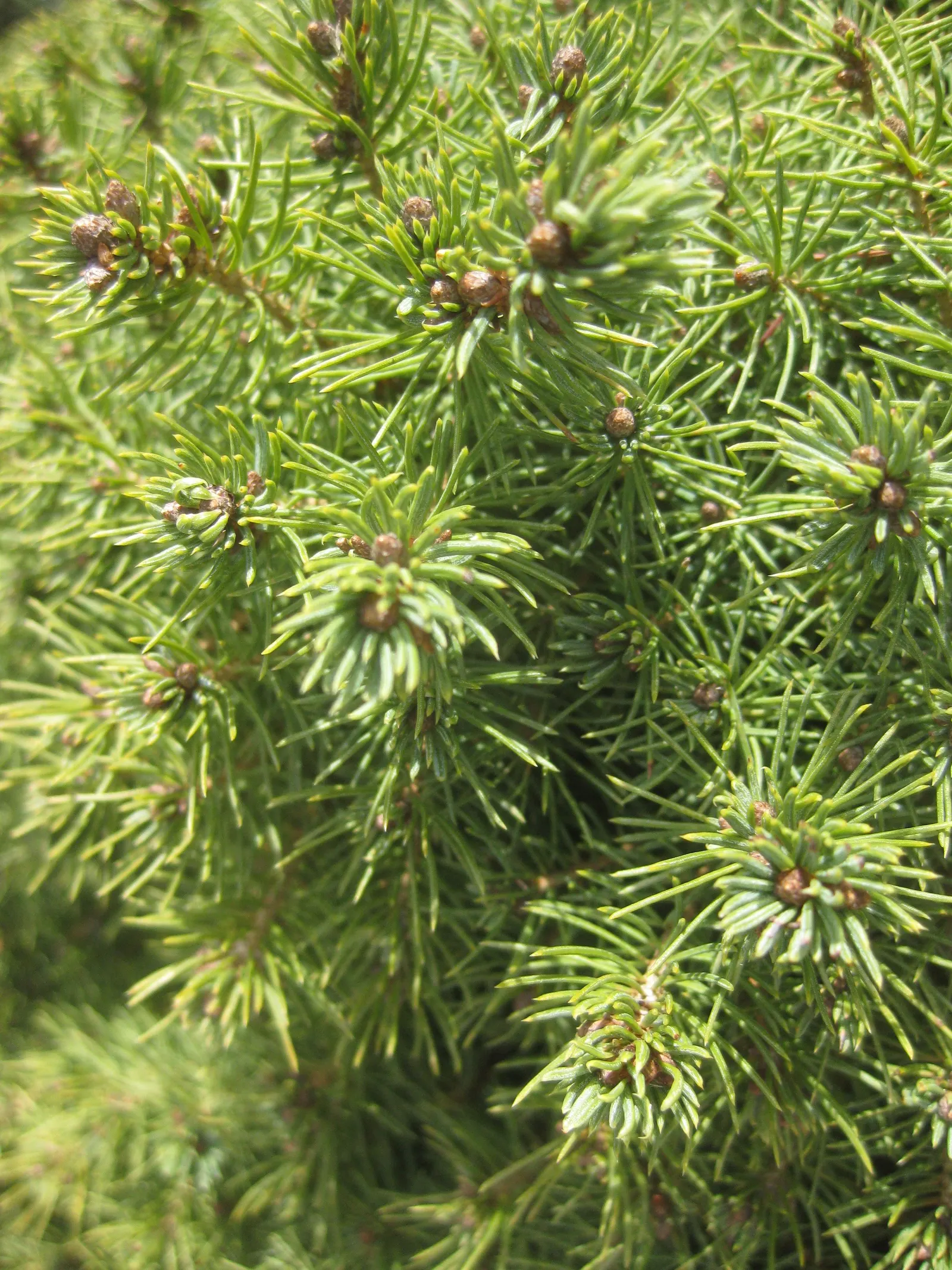 Dwarf Alberta Spruce (Picea Glauca 'Conica') — note that this spruce is an excellent choice for accentuating entryways
