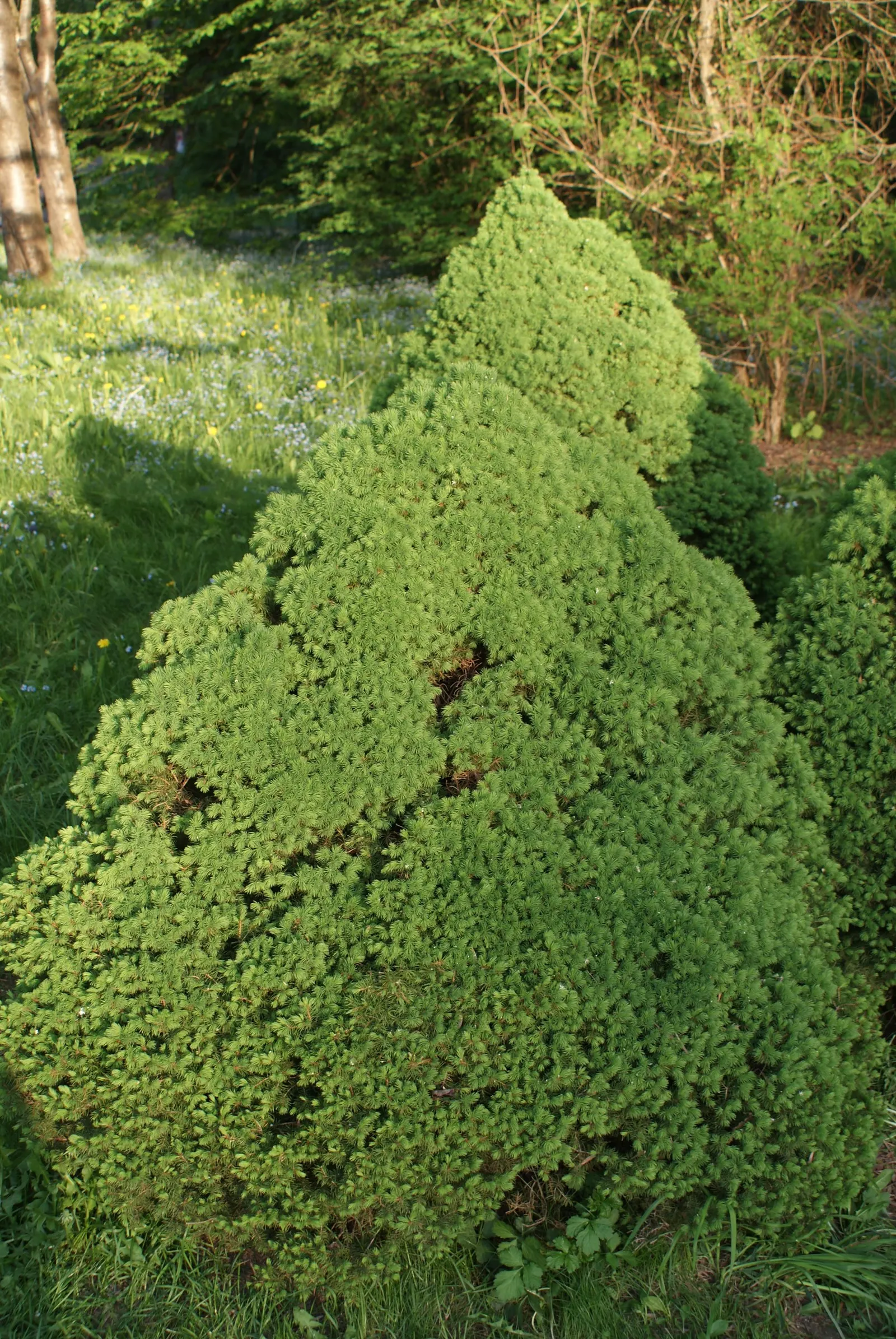 Dwarf Alberta Spruce (Picea Glauca 'Conica') — or when used in formal garden settings