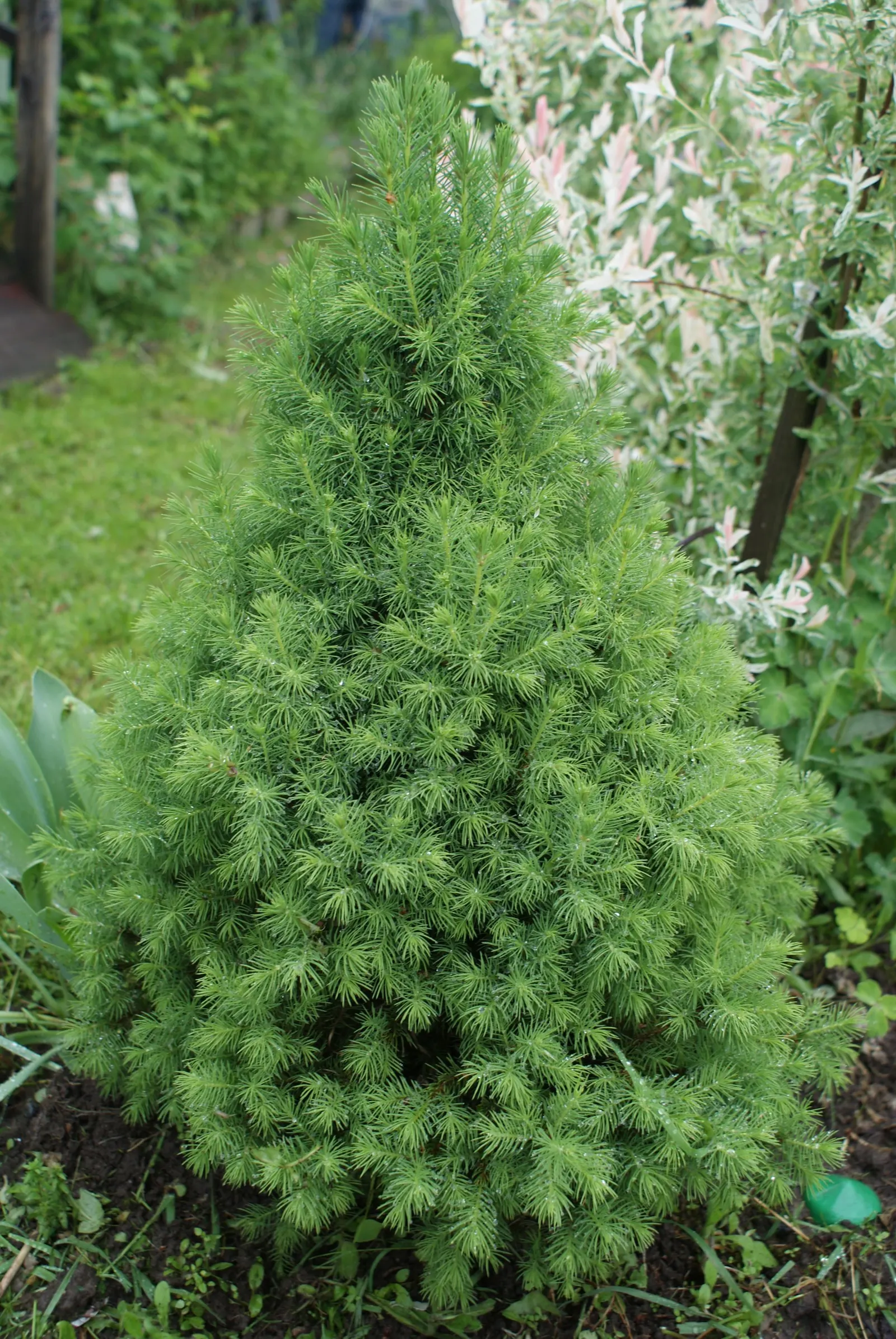 Dwarf Alberta Spruce (Picea Glauca 'Conica') — Perfect for accentuating vertical elements in a landscape design; although it can tolerate partial shade