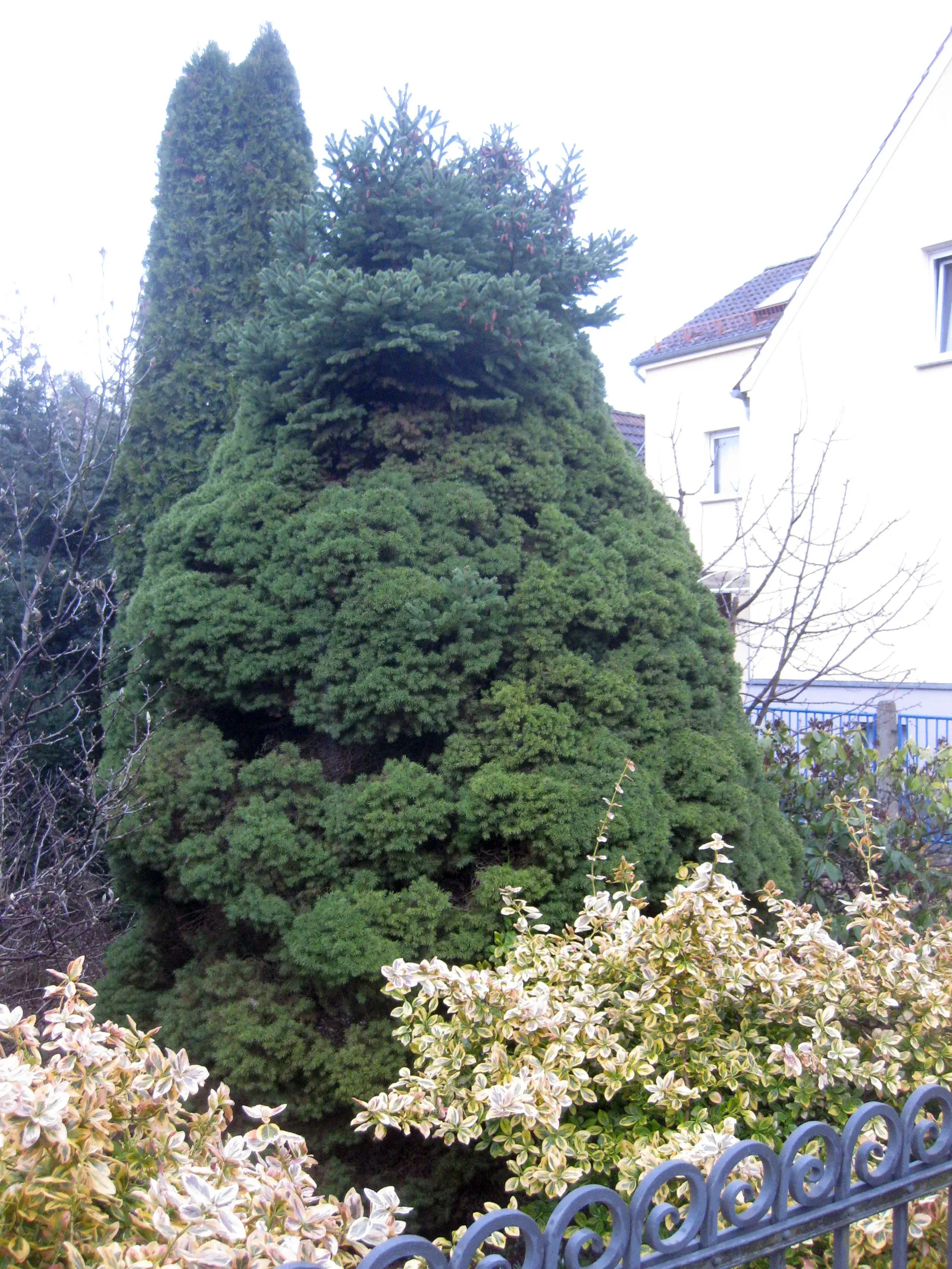 Dwarf Alberta Spruce (Picea Glauca 'Conica') — This slow-growing cultivar