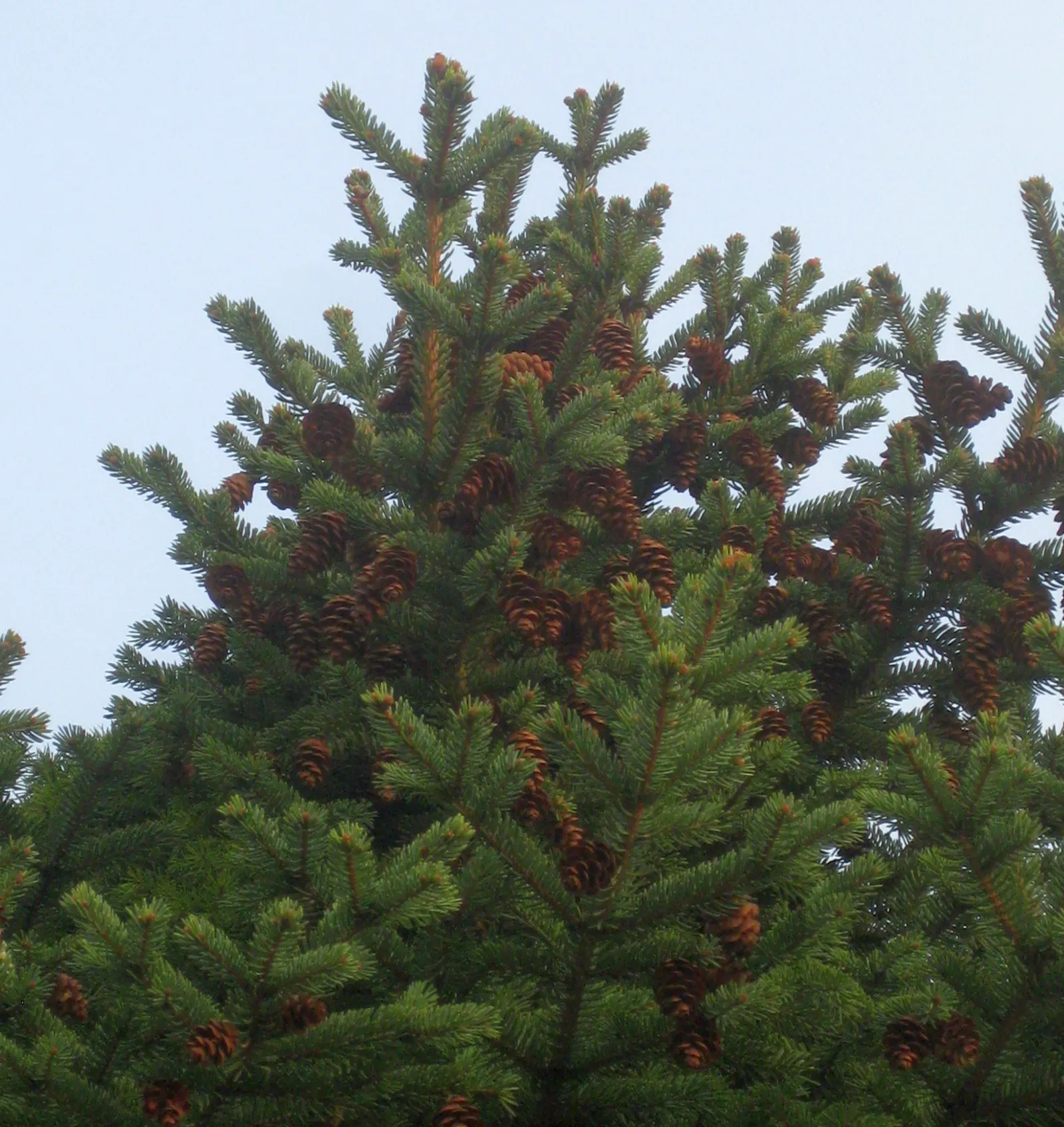 Dwarf Alberta Spruce (Picea Glauca 'Conica') — With a preference for well-drained; note that this spruce is an excellent choice for accentuating entryways