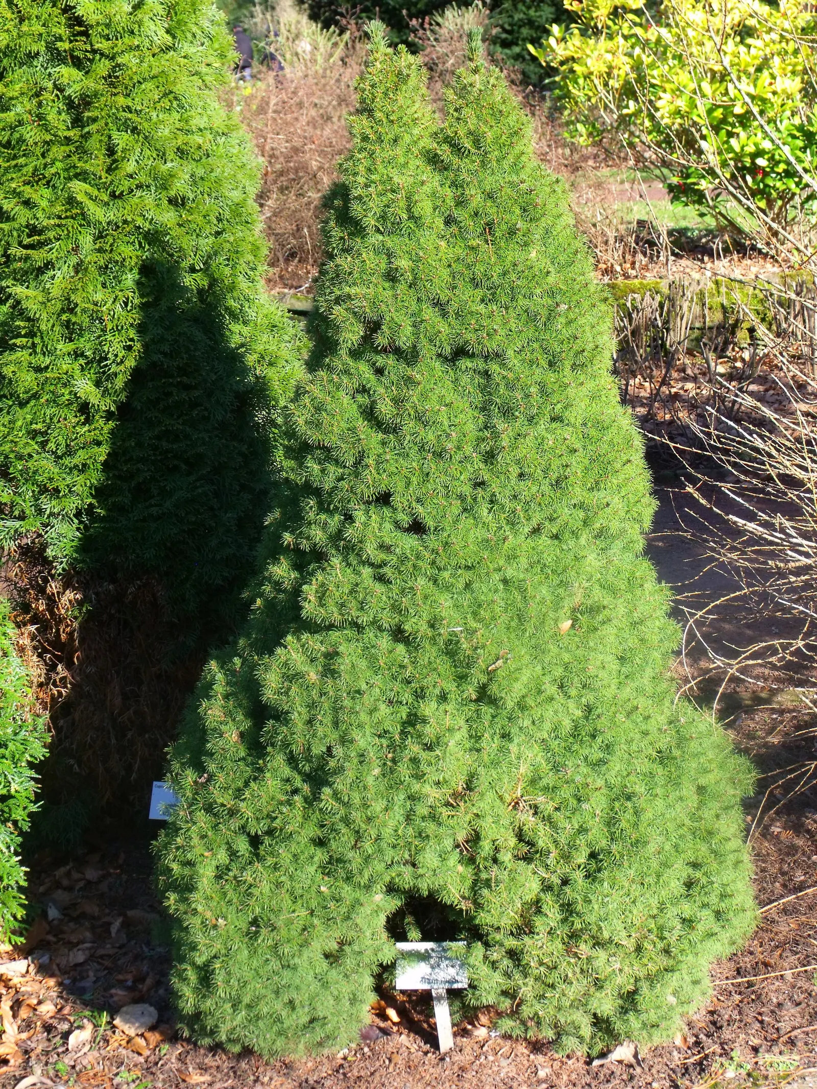 Dwarf Alberta Spruce (Picea Glauca 'Conica') — Dwarf Alberta Spruce can withstand cold climates; hardy in USDA zones 2-8, it thrives in full sun to partial