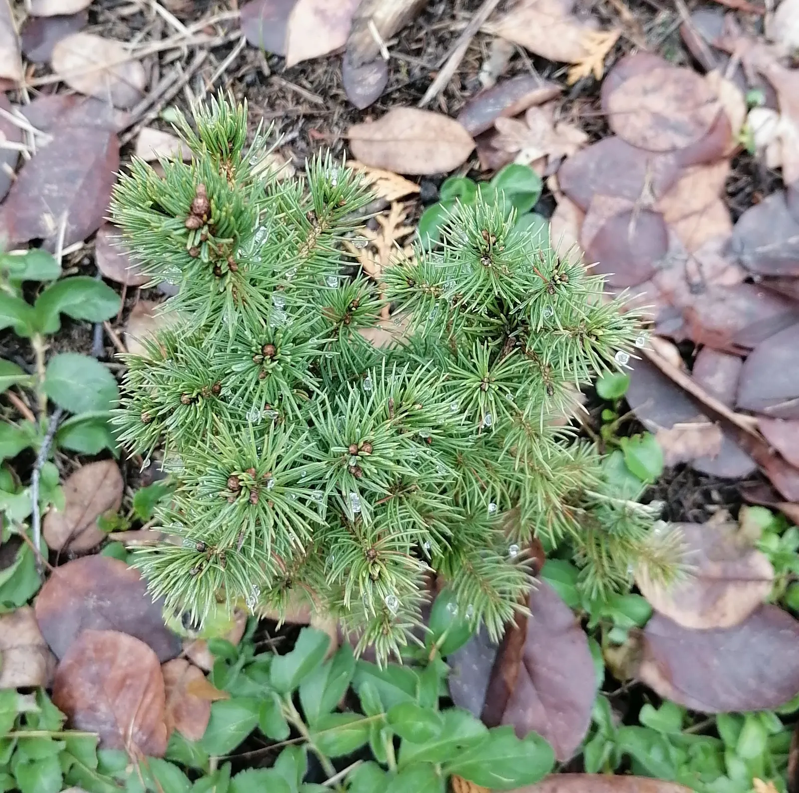 Dwarf Alberta Spruce (Picea Glauca 'Conica') — Hardy in USDA zones 2-8, it thrives in full sun to partial shade and well-drained soil, image 25